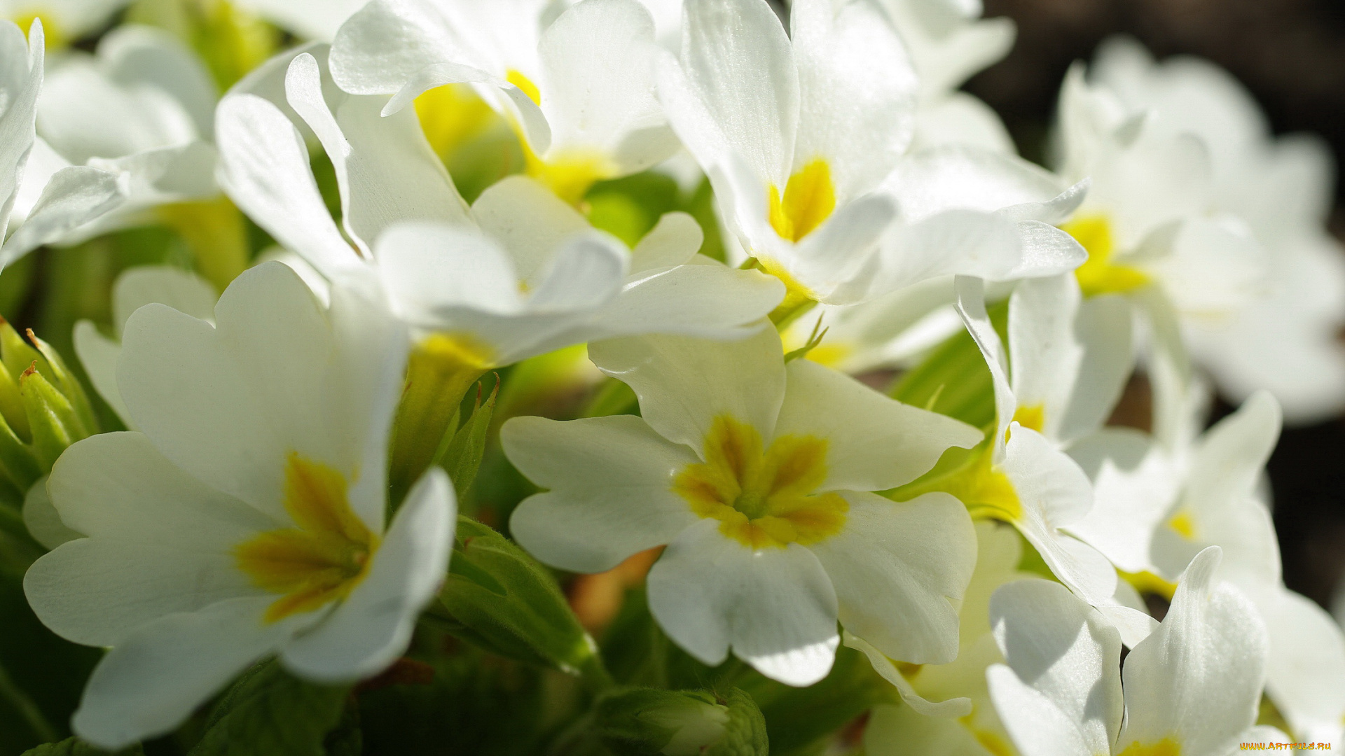 цветы, примулы, нежность, первоцветы, красота, дача, весна, белый, цвет, белоснежность, апрель, флора, растения, пробуждение, природа, примула