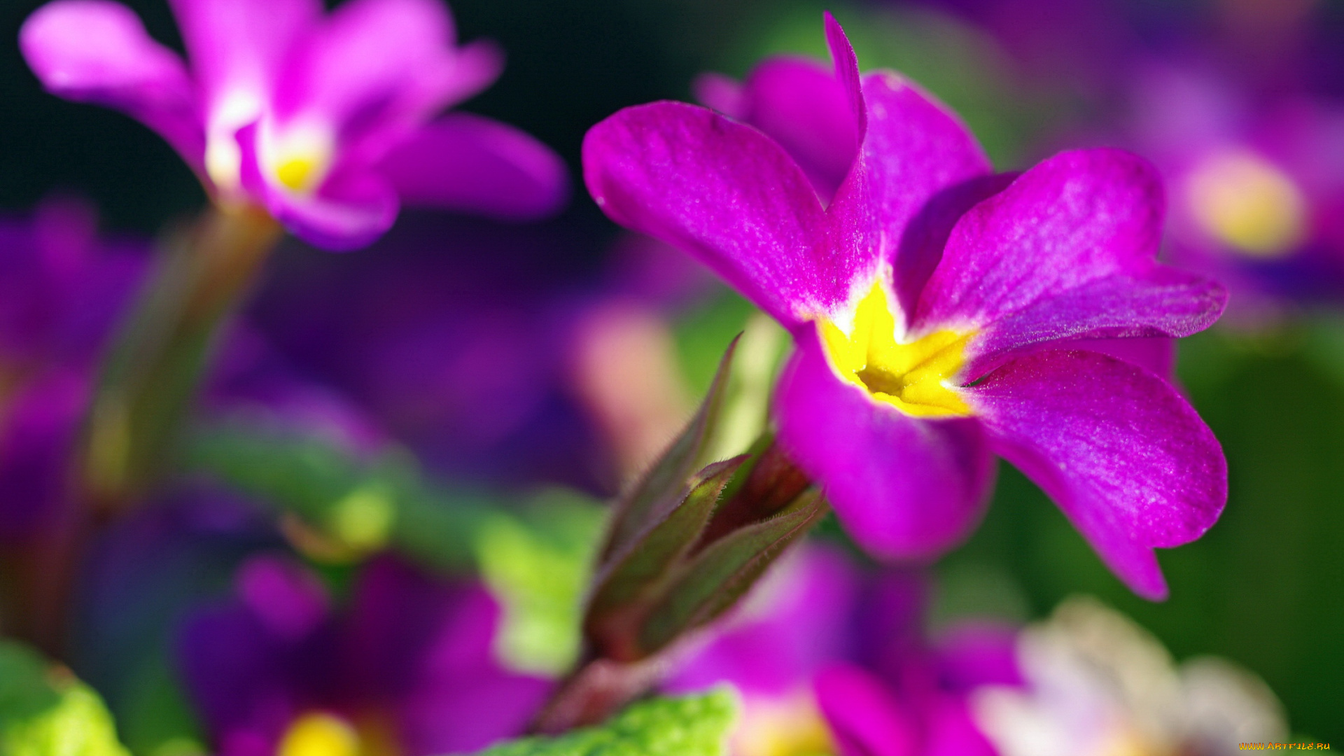 цветы, примулы, первоцветы, белоснежность, белый, цвет, нежность, май, весна, дача, красота, примула, природа, растения, пробуждение, флора