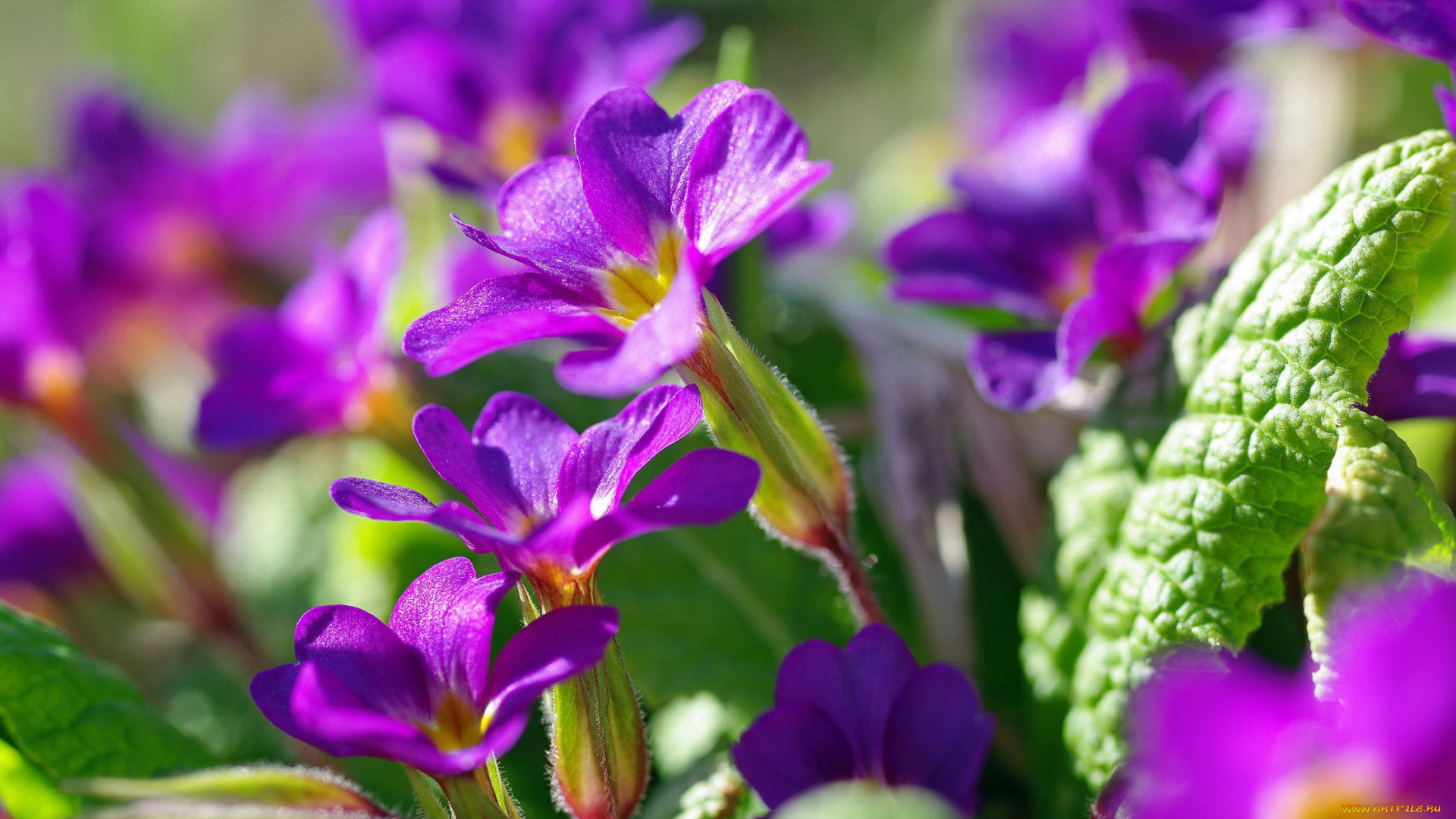 цветы, примулы, примула, первоцветы, макро, красота, дача, весна, апрель, флора, фиолетовый, цвет, растения, пробуждение, природа