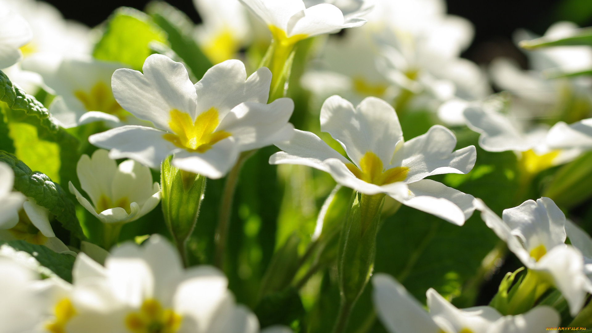 цветы, примулы, весна, белый, цвет, дача, красота, белоснежность, растения, флора, примула, первоцветы, май, нежность, природа, пробуждение