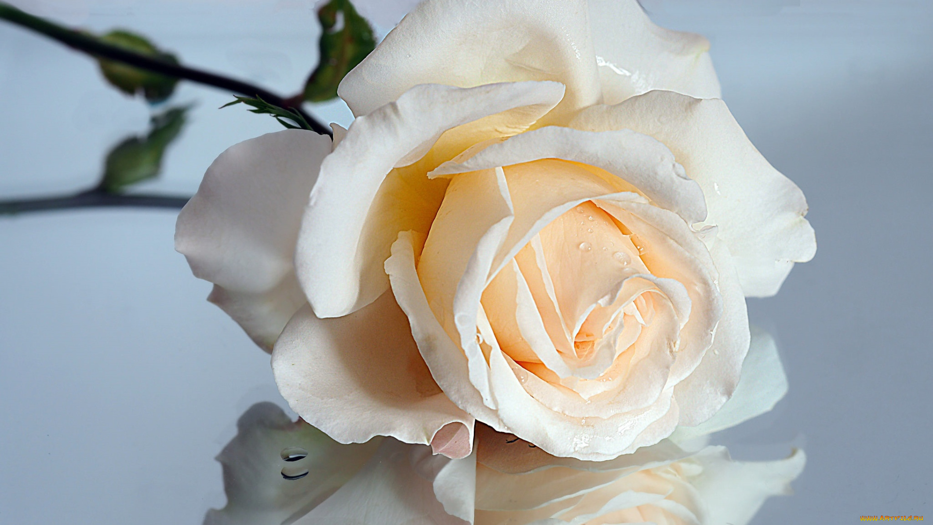 цветы, розы, роза, отражение, макро, кремовый