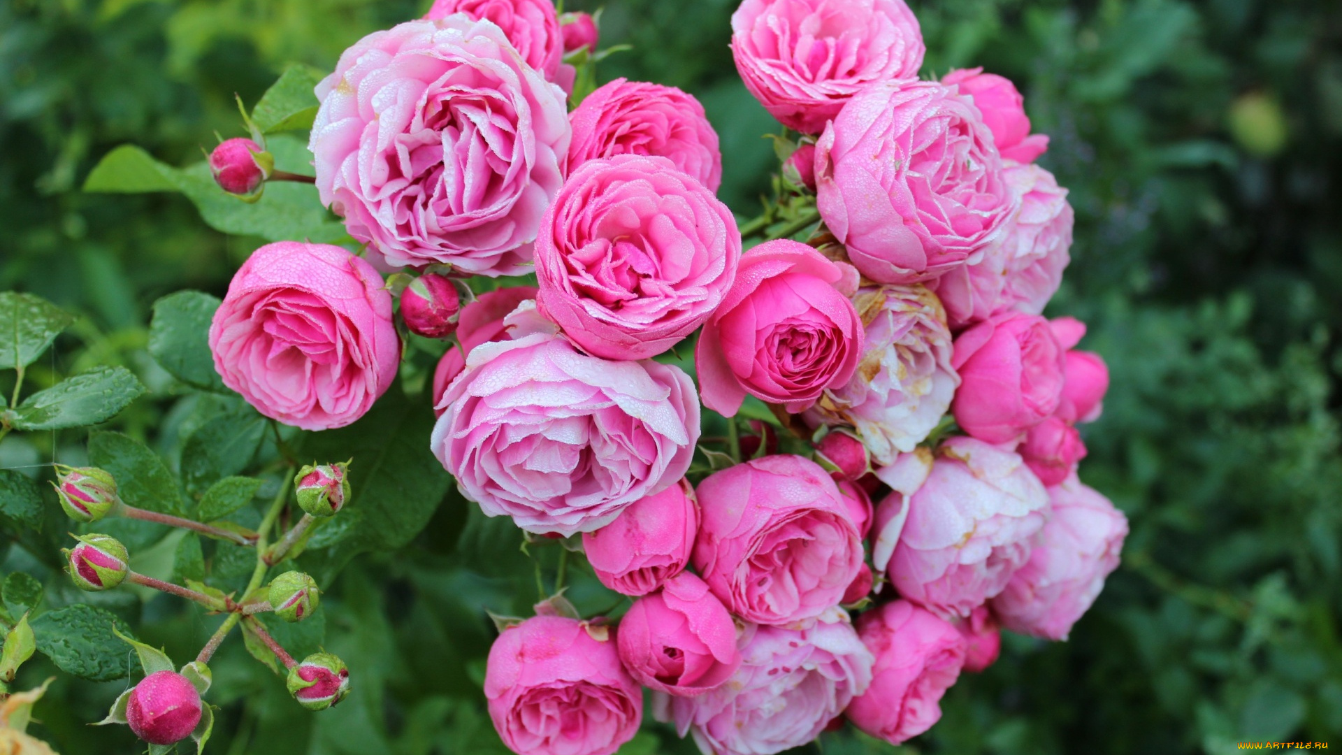 цветы, розы, розовый, куст
