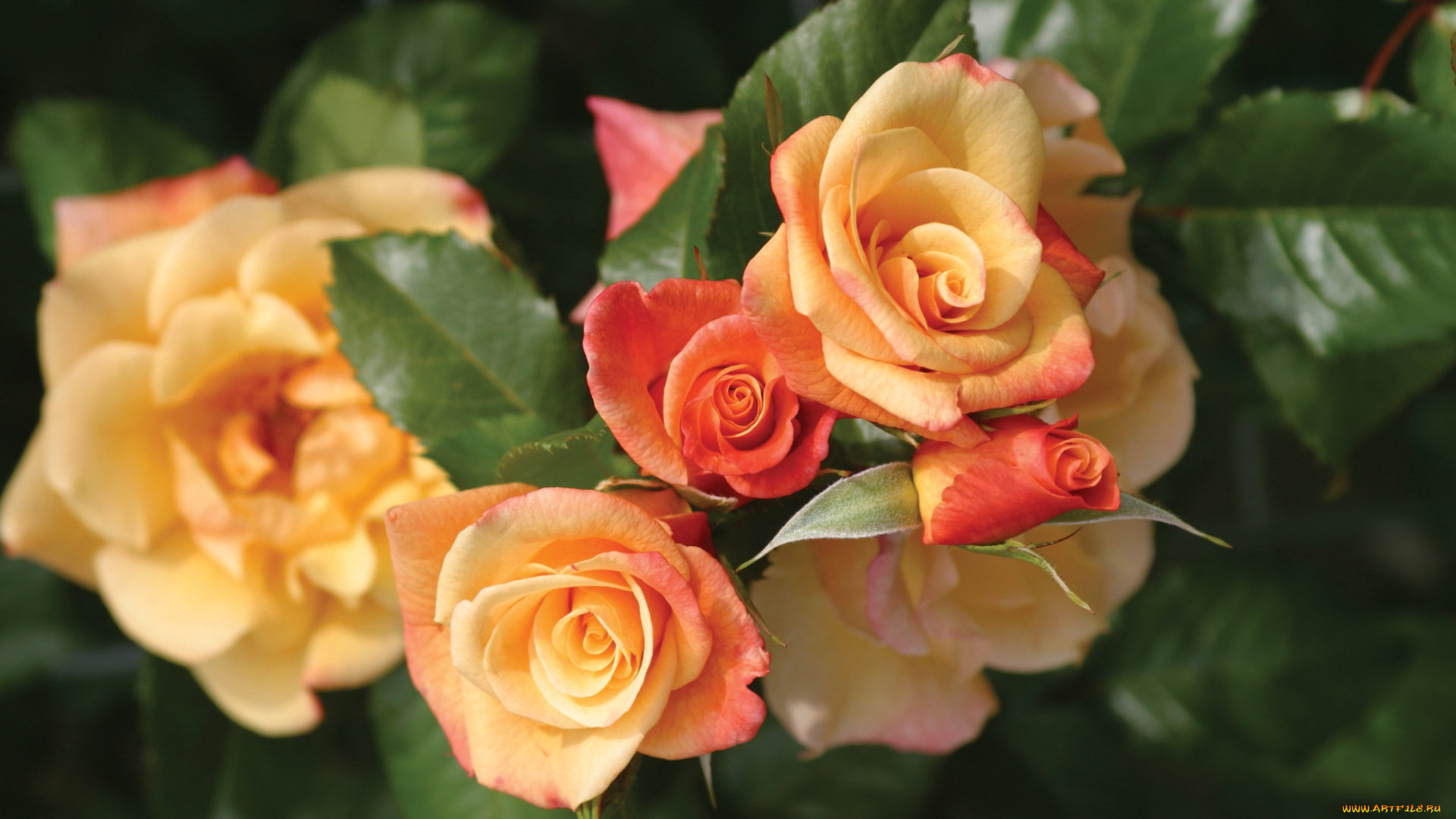 цветы, розы, желтый, макро