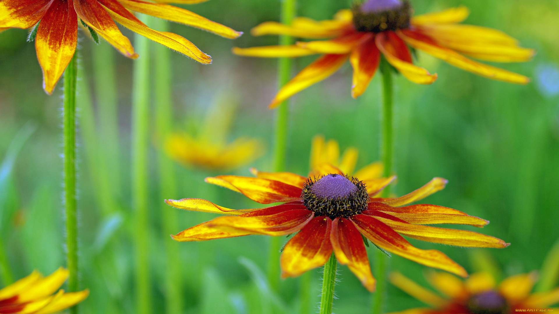цветы, рудбекия, дача, лепестки, красота, лето, флора, растения, макро, август, природа