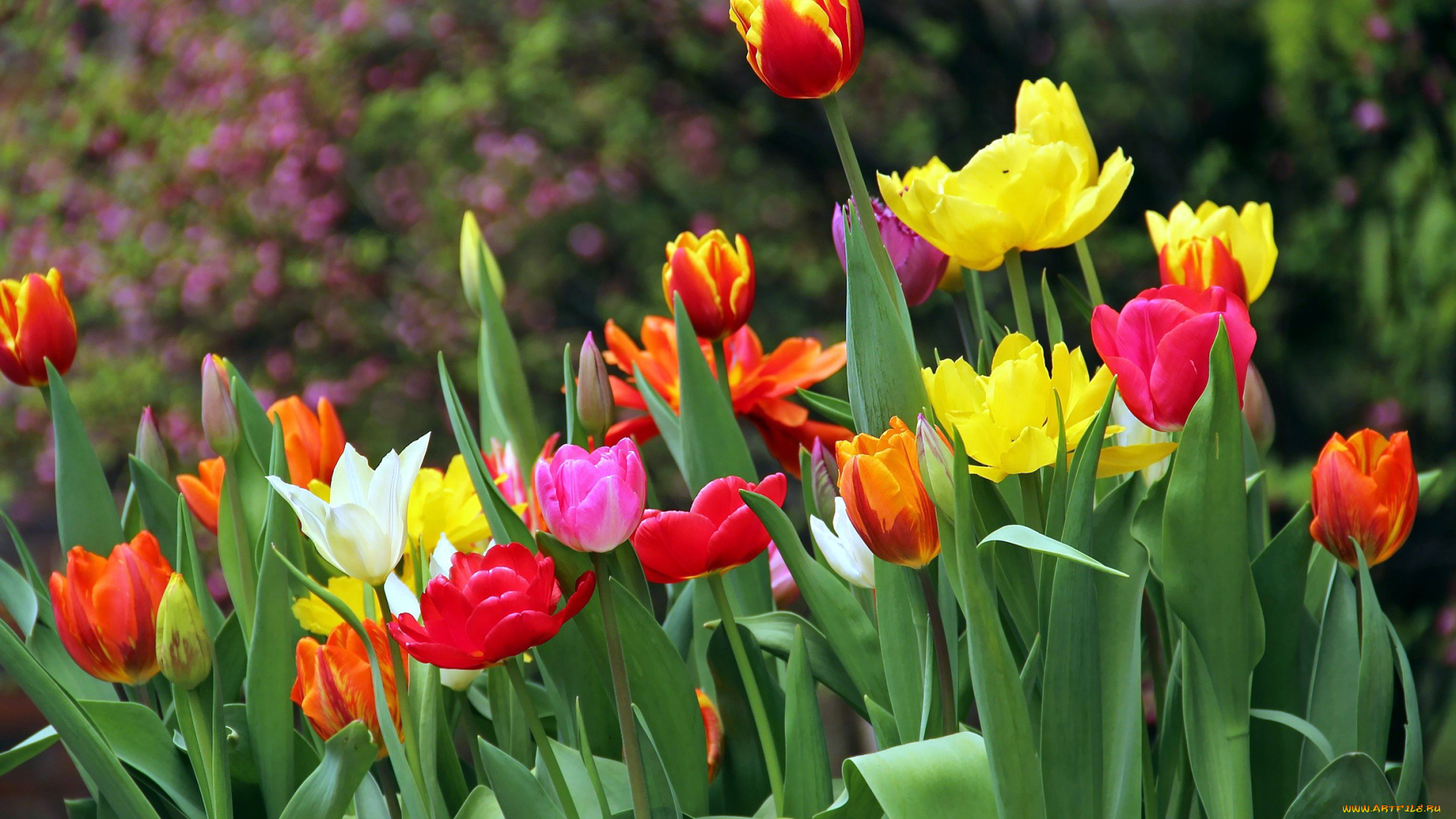 цветы, тюльпаны, бутоны