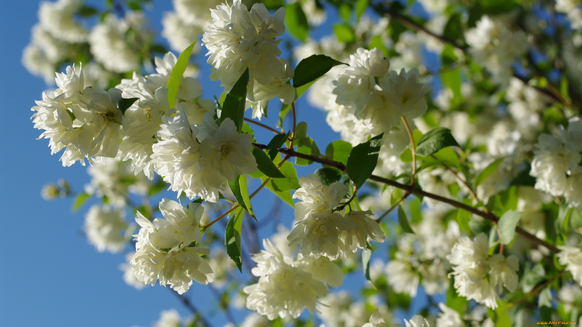 цветы, жасмин, белоснежность, белый, цвет, дача, декоративные, кустарники, красота, лето, небо, нежность, природа, флора, цветение