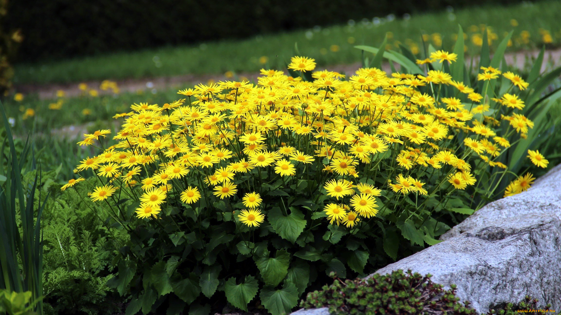 цветы, желтый