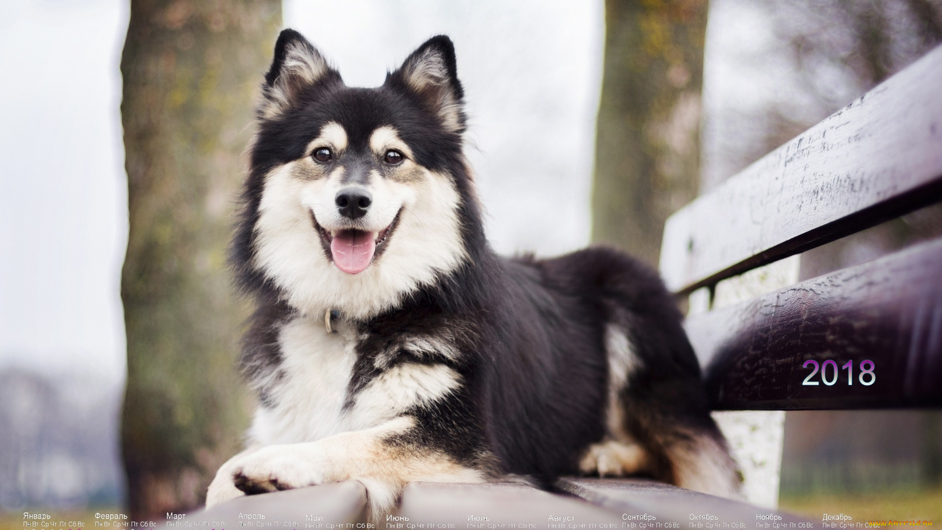 календари, животные, собака, взгляд