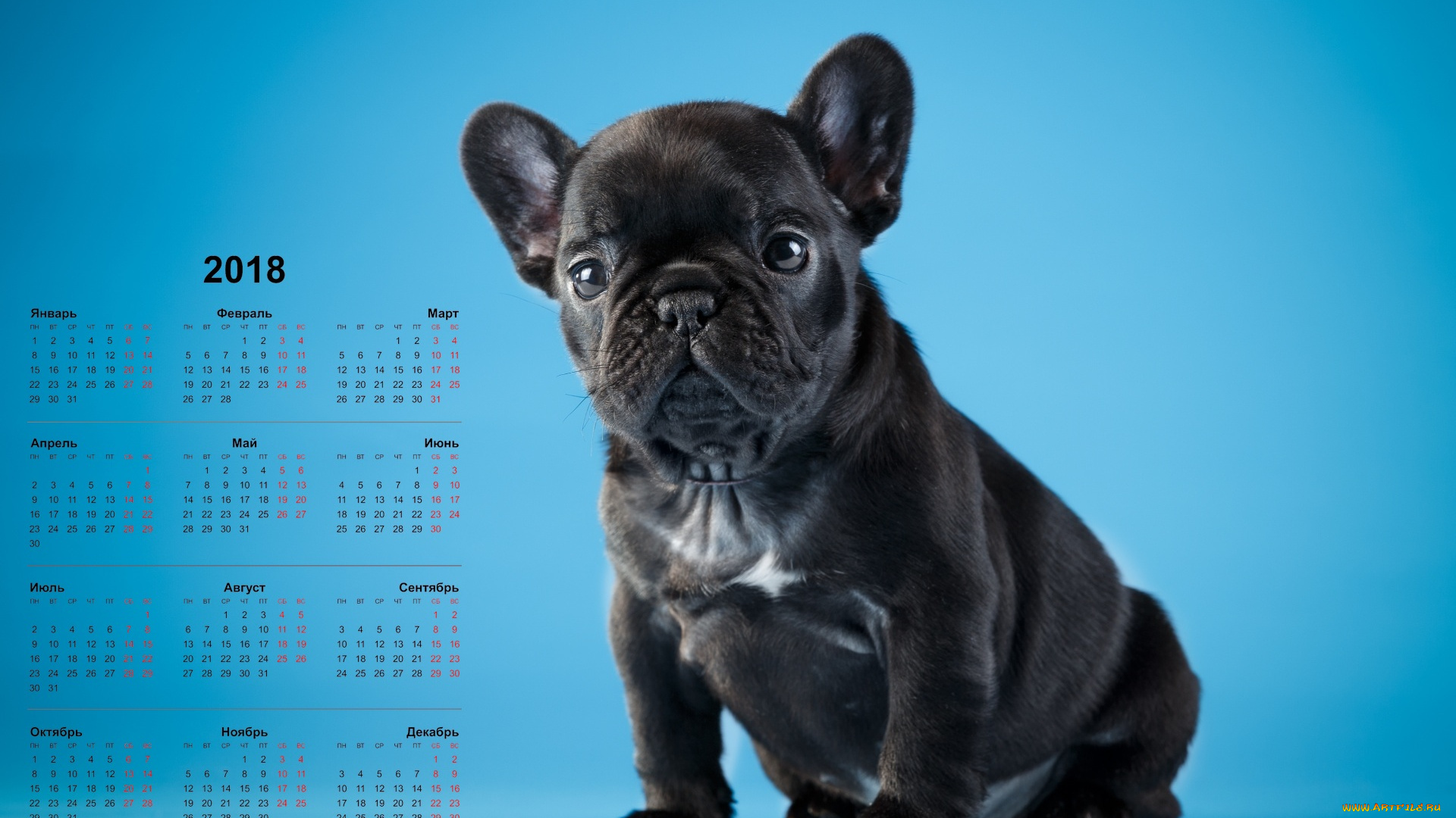 календари, животные, собака, взгляд