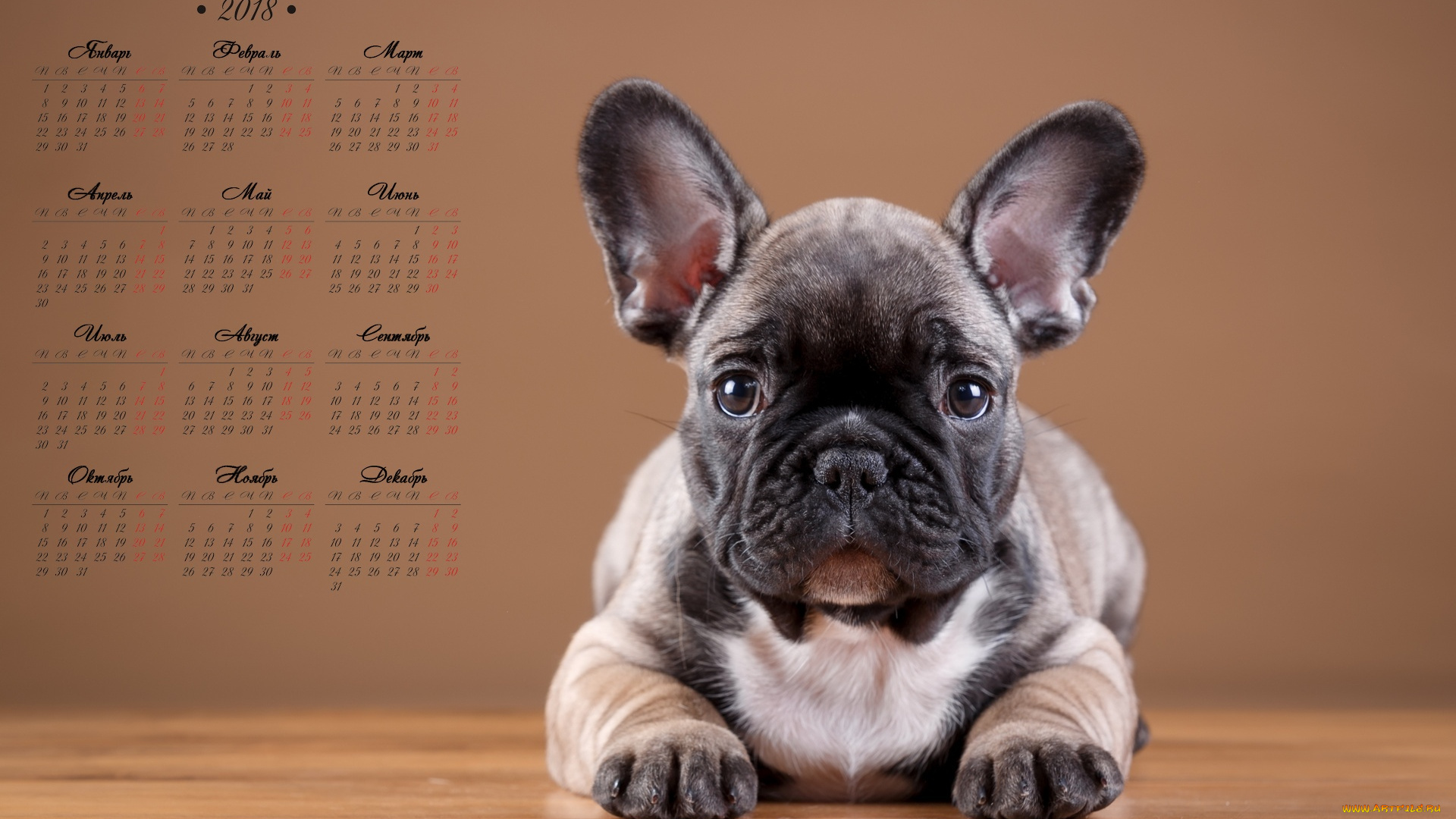 календари, животные, собака, взгляд