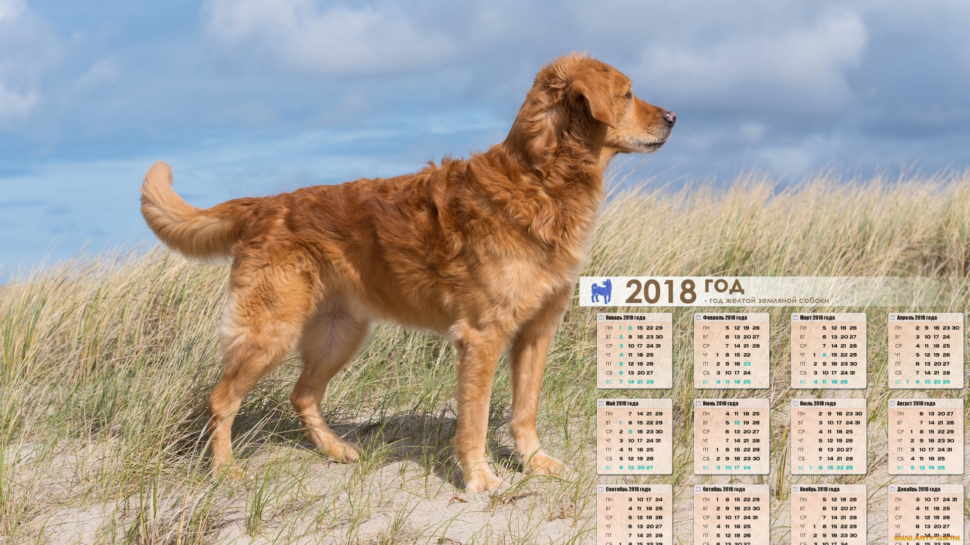 календари, животные, собака, взгляд