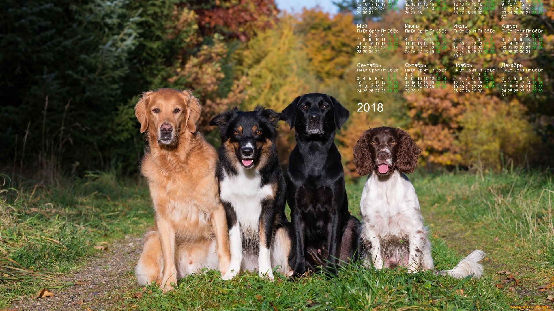 календари, животные, собака, взгляд, четверо, растения