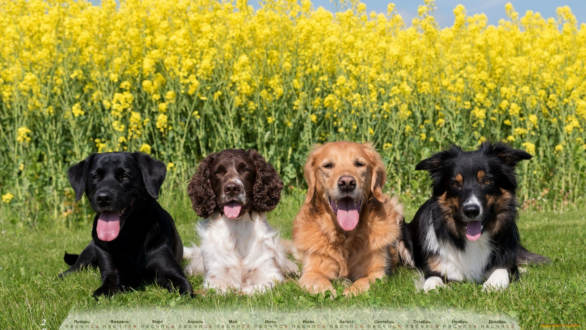 календари, животные, собака, взгляд, четверо, растения