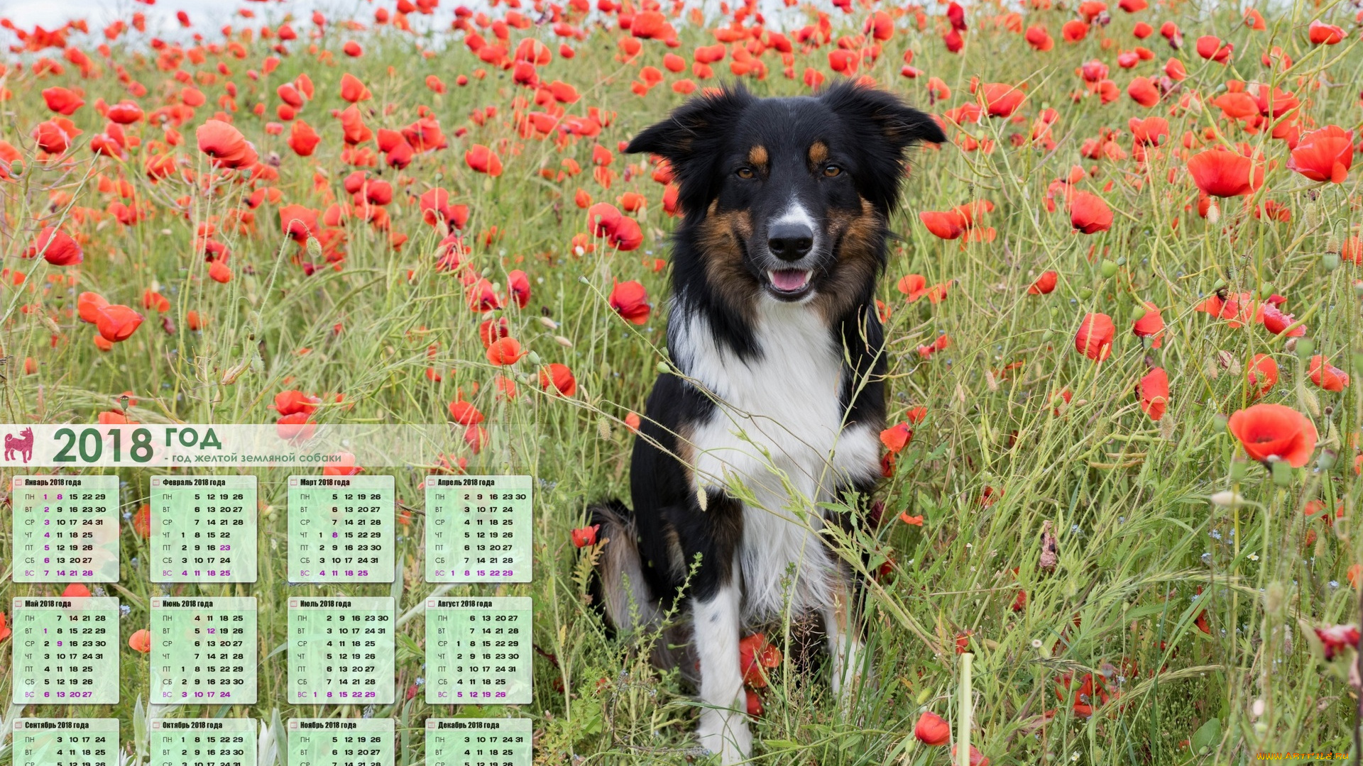 календари, животные, собака, взгляд, цветы