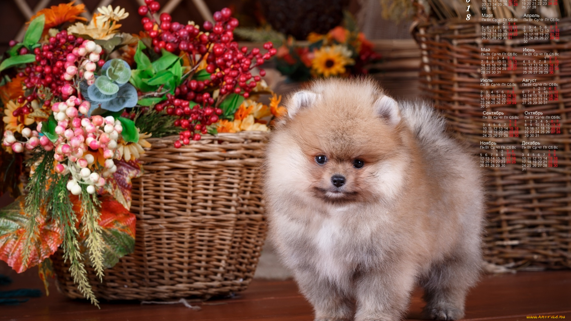 календари, животные, собака, взгляд, корзина, композиция