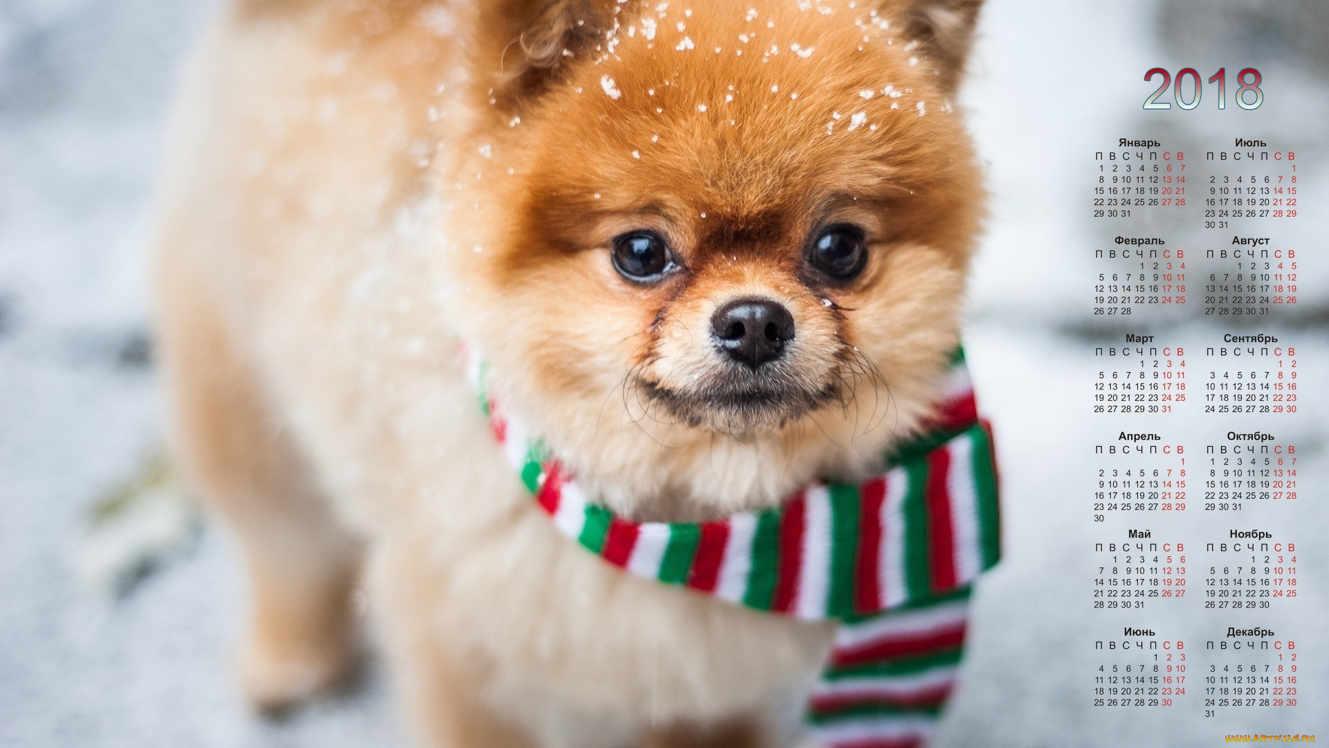 календари, животные, собака, взгляд, шарф