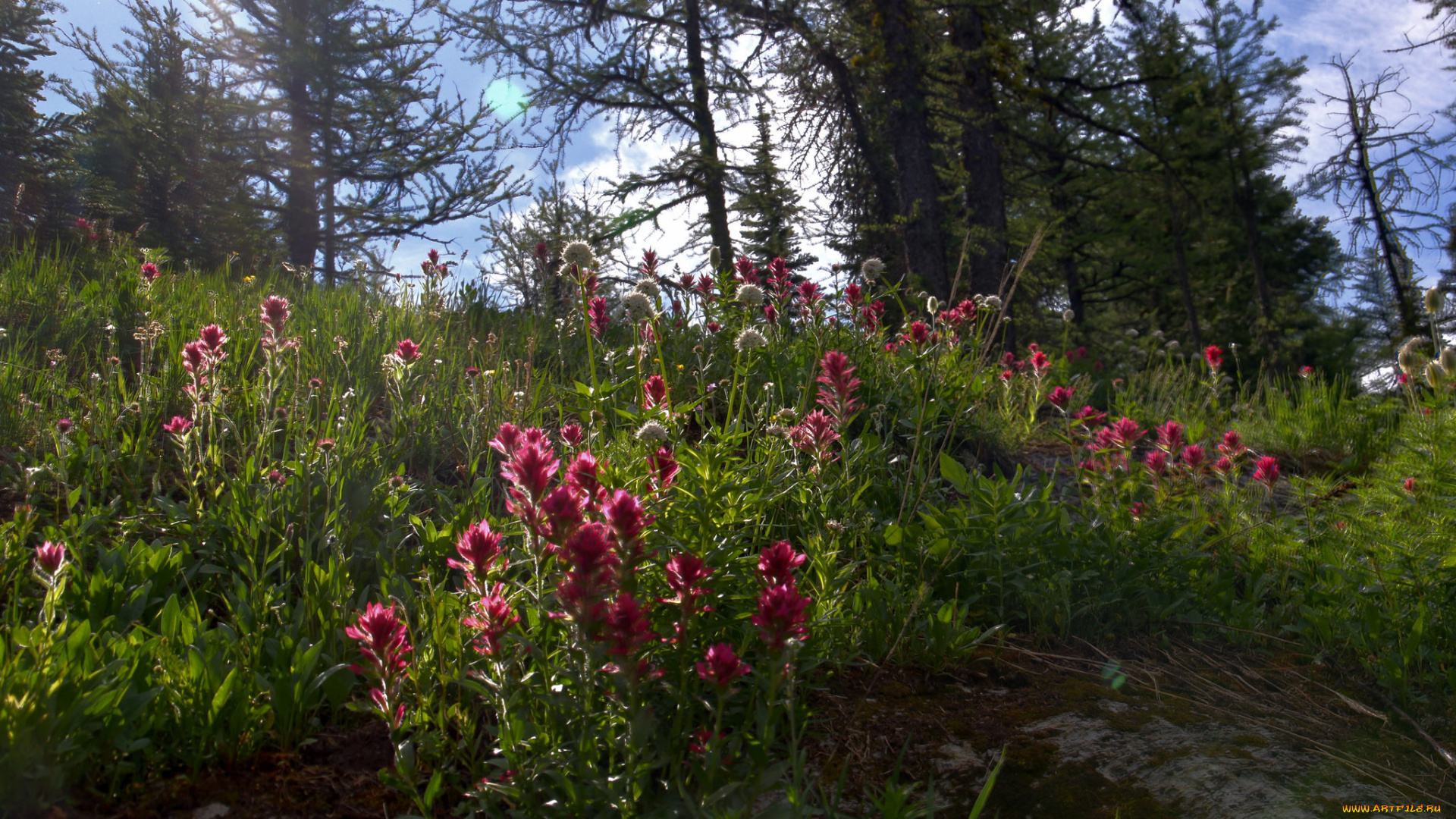 природа, лес, простор