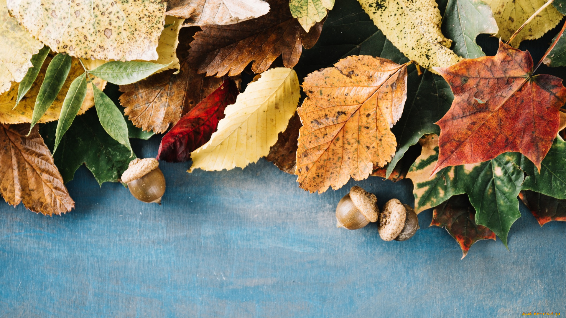 природа, листья, осень, время, года