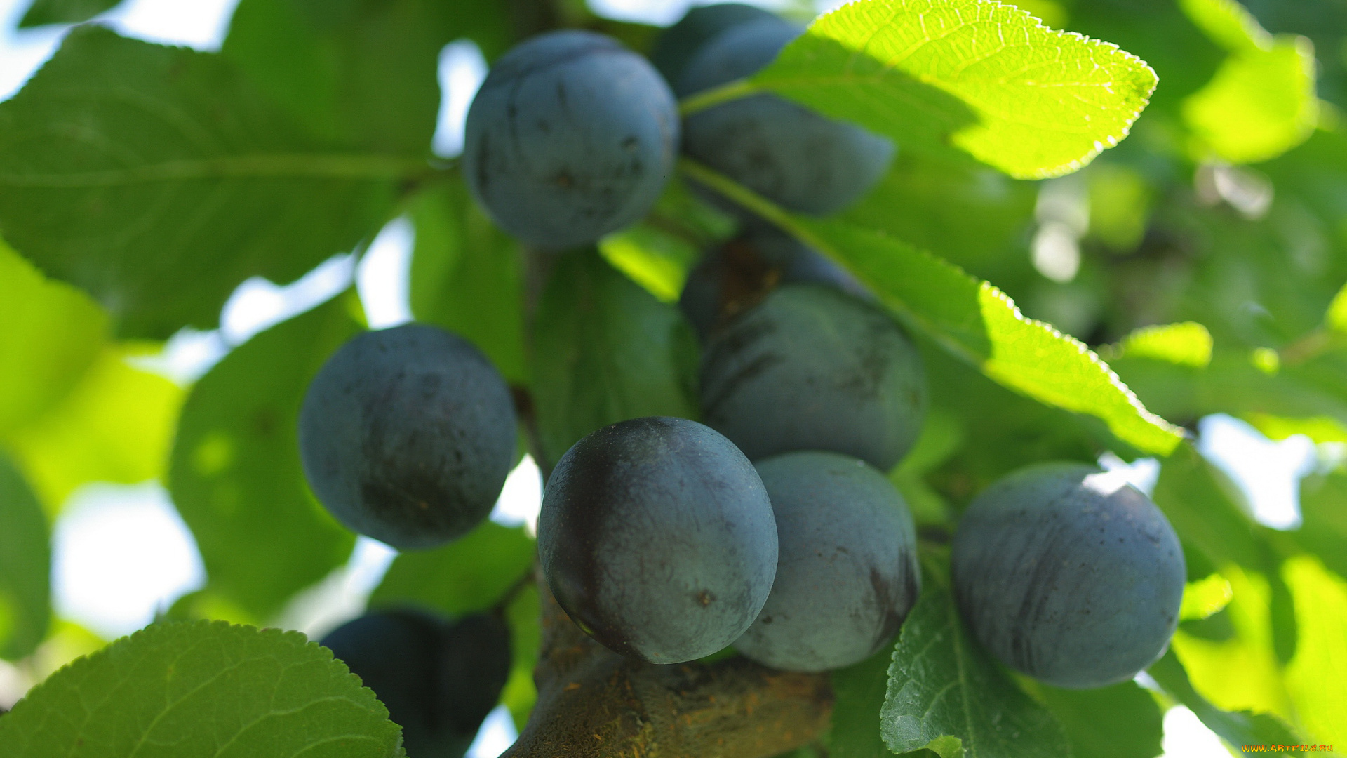 природа, плоды, ветка, дача, множество, осень, сентябрь, тернослив, урожай, ягоды