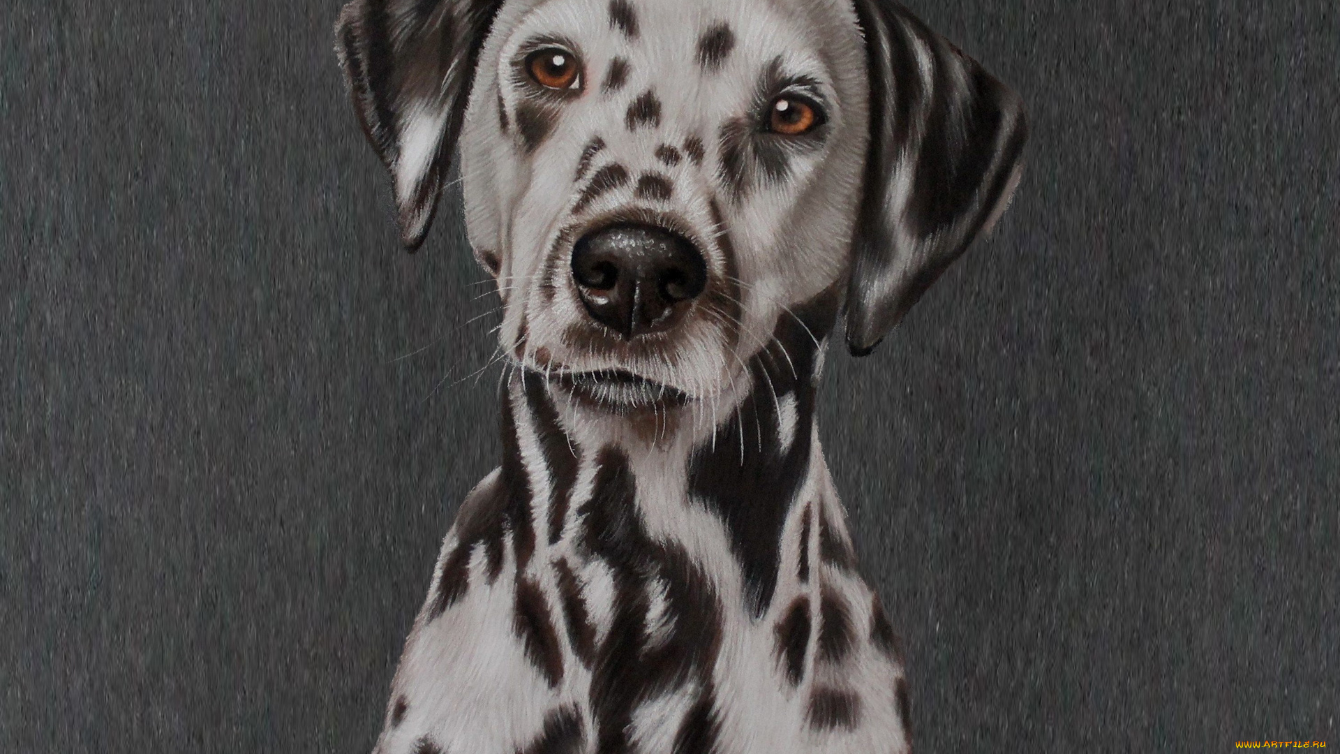 рисованное, животные, , собаки, морда, долматинец