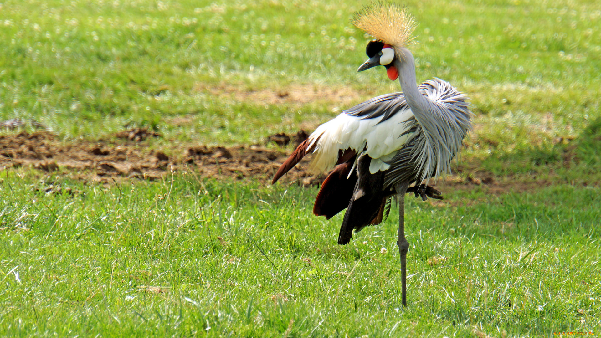 венценосный, журавль, животные, журавли, журавль, венценосный