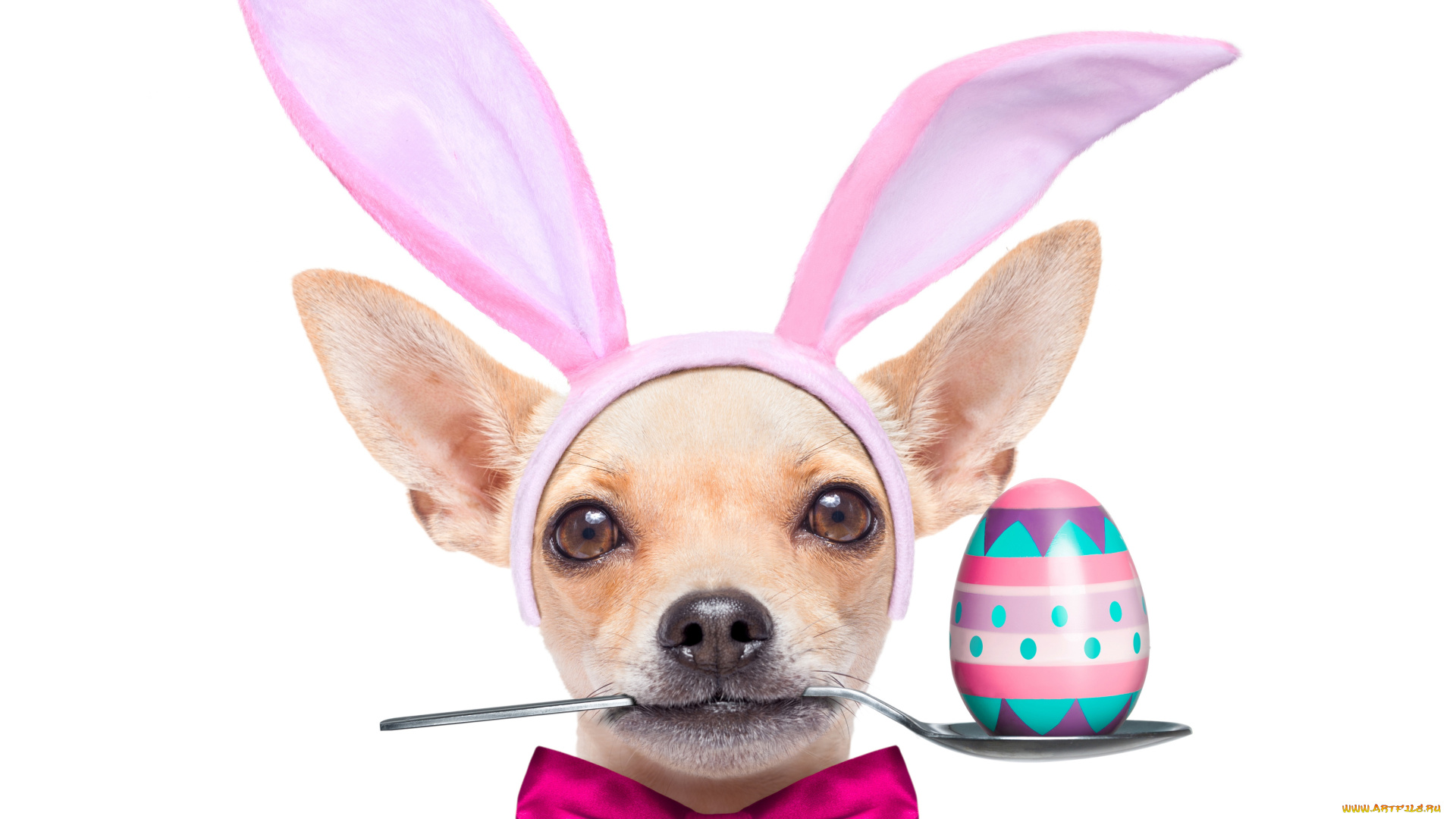 юмор, и, приколы, dogs, чихуахуа, собака