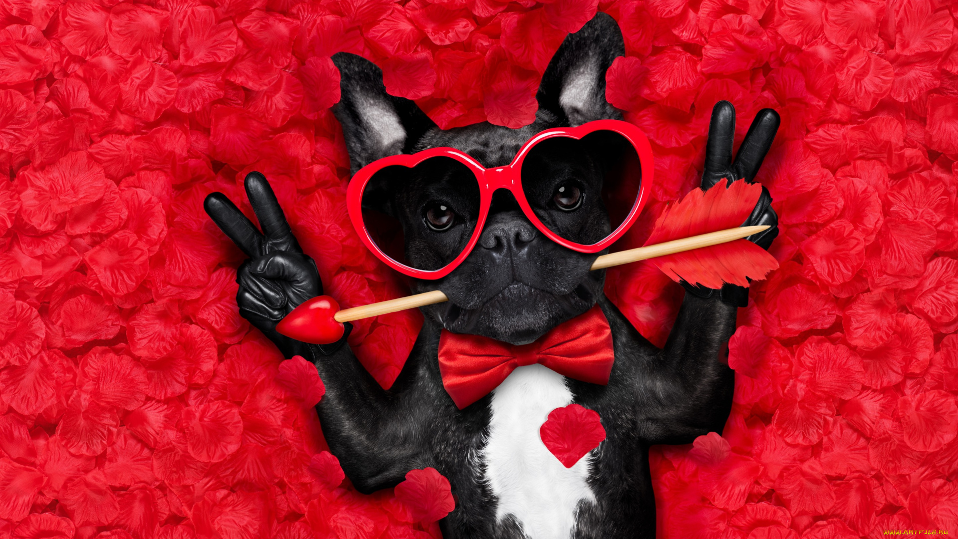 юмор, и, приколы, rose, собака, petals, hearts, funny, valentine, romantic, лепестки, dog, love