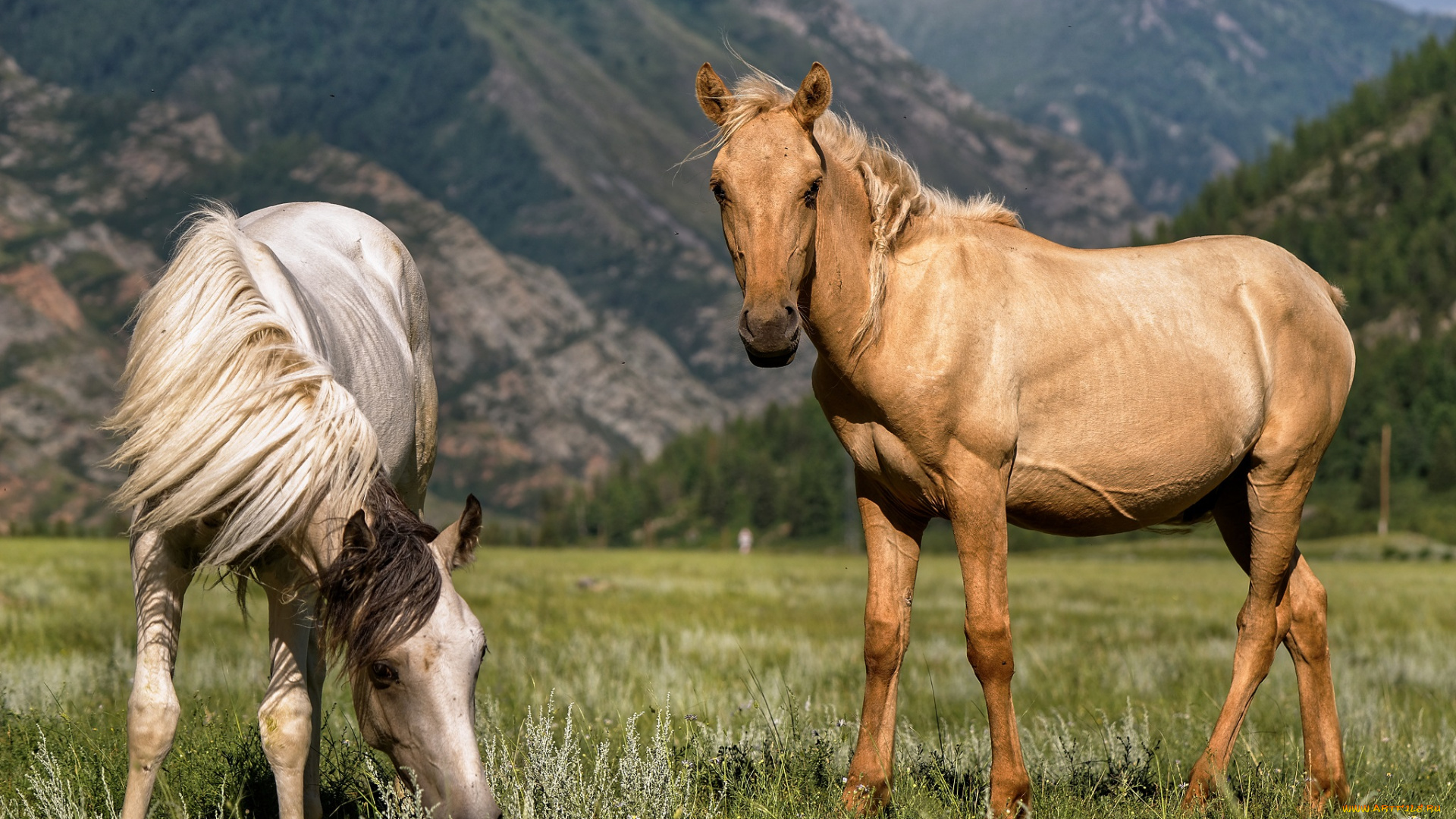 животные, лошади, алтай, пейзаж