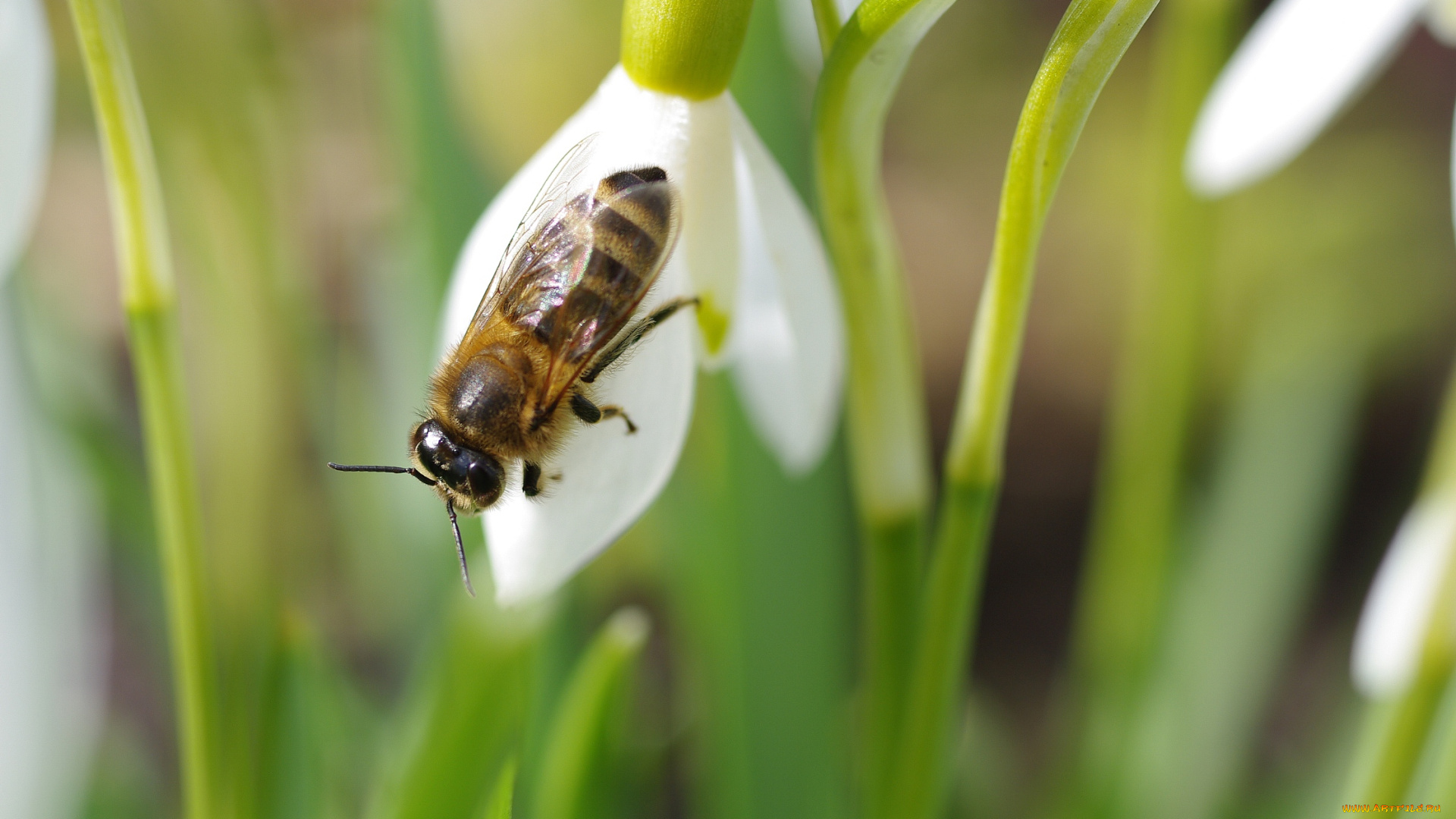 животные, пчелы, , осы, , шмели, цветение, флора, пробуждение, природа, цветы, подснежники, насекомые, мухи, галантус, весна, апрель