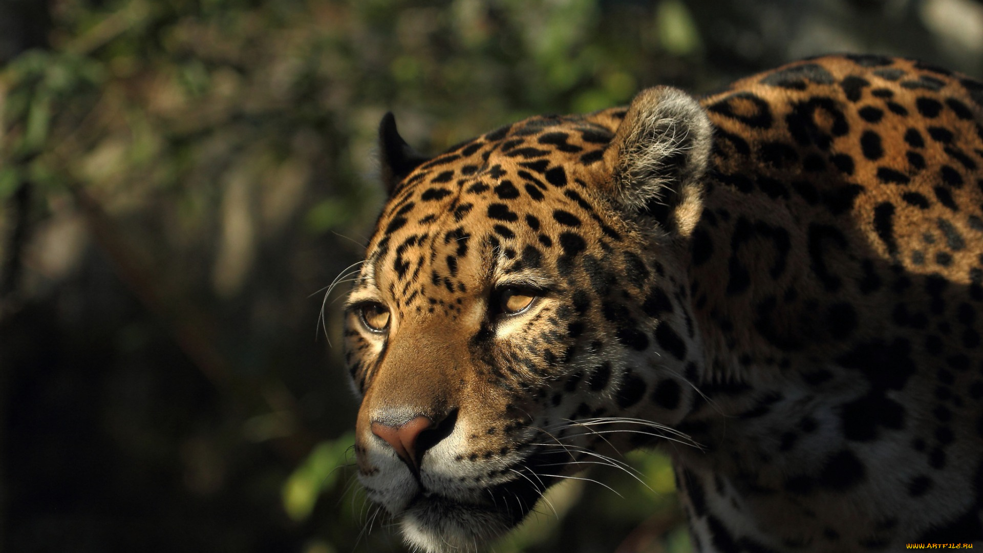 животные, Ягуары, морда