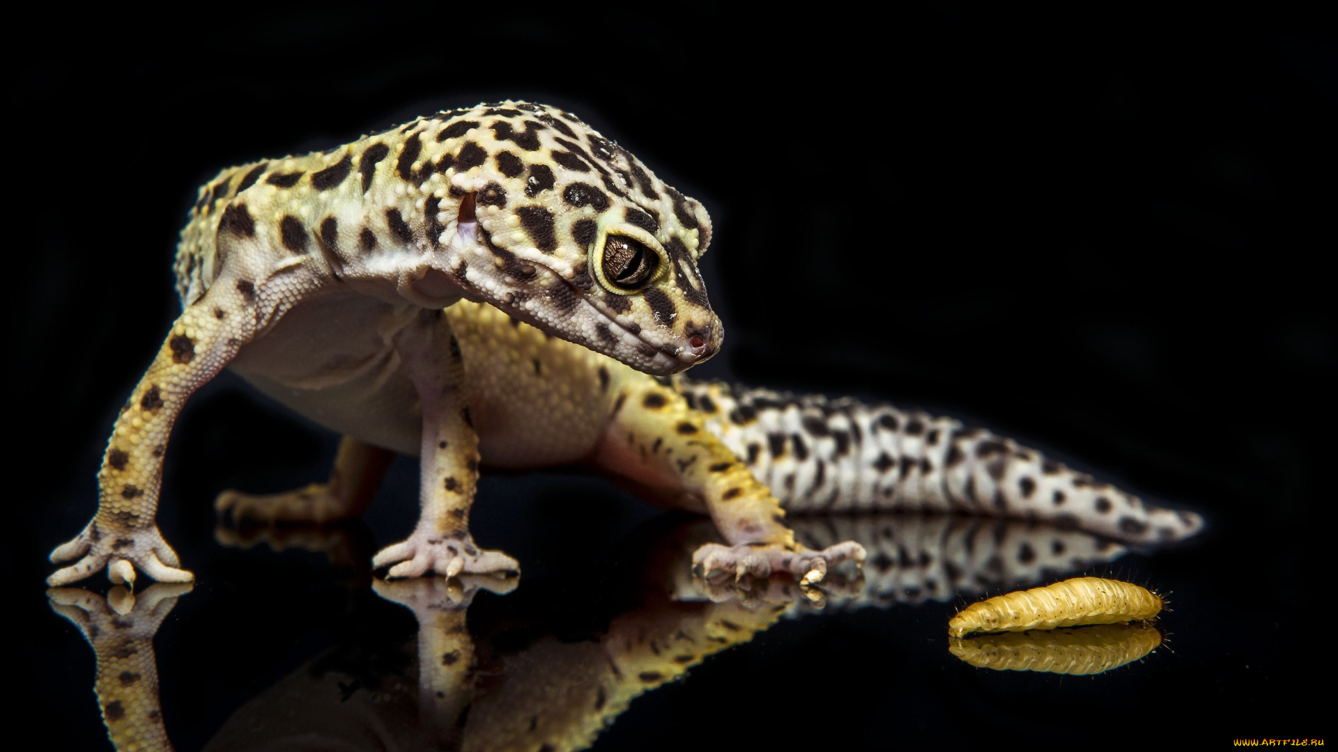 животные, Ящерицы, , игуаны, , вараны, геккон, охотится, на, гусеницу, черном, фоне