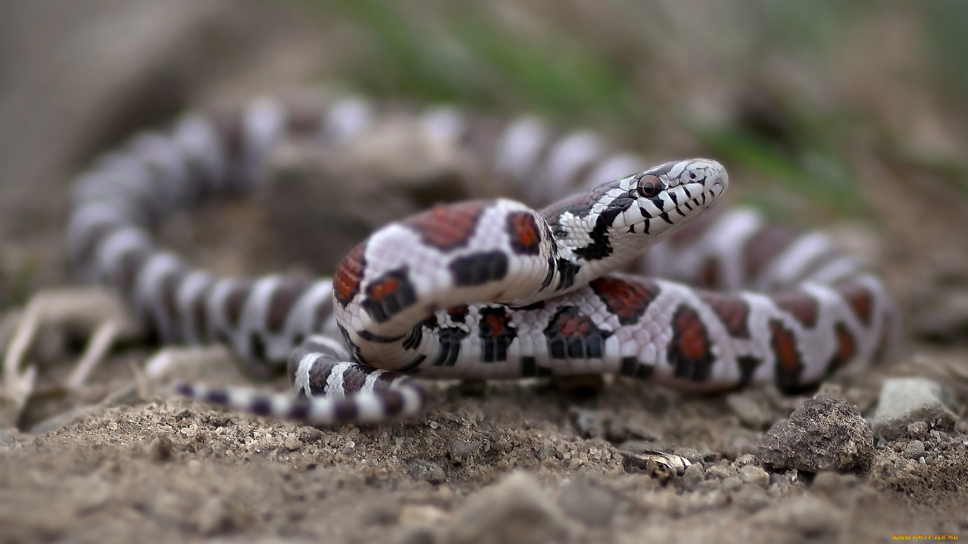 животные, змеи, , питоны, , кобры, змея, окрас, опасна, макро, фон