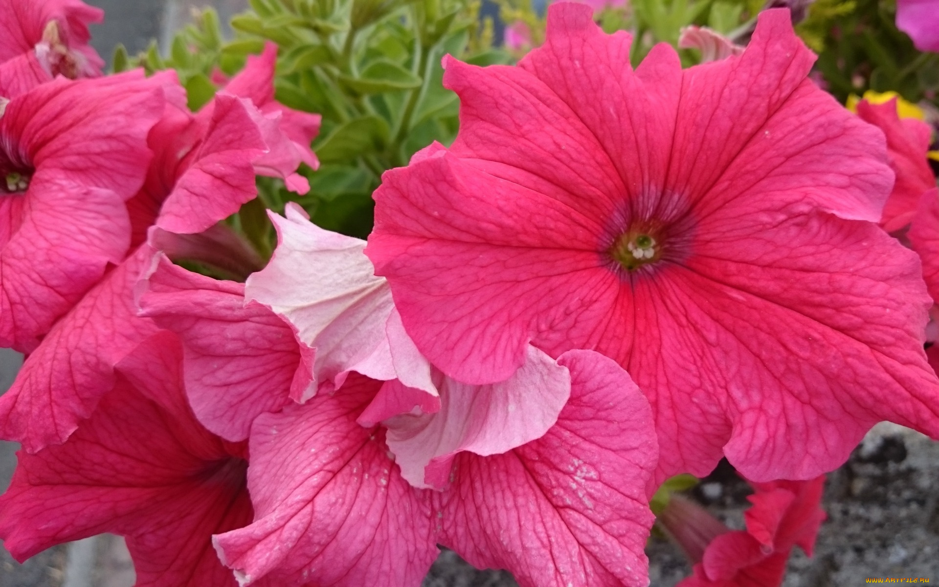 цветы, петунии, , калибрахоа, розовый