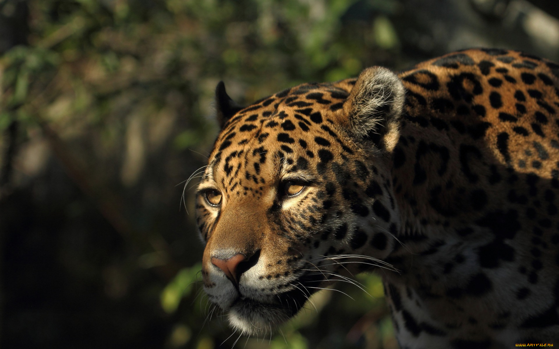 животные, Ягуары, морда