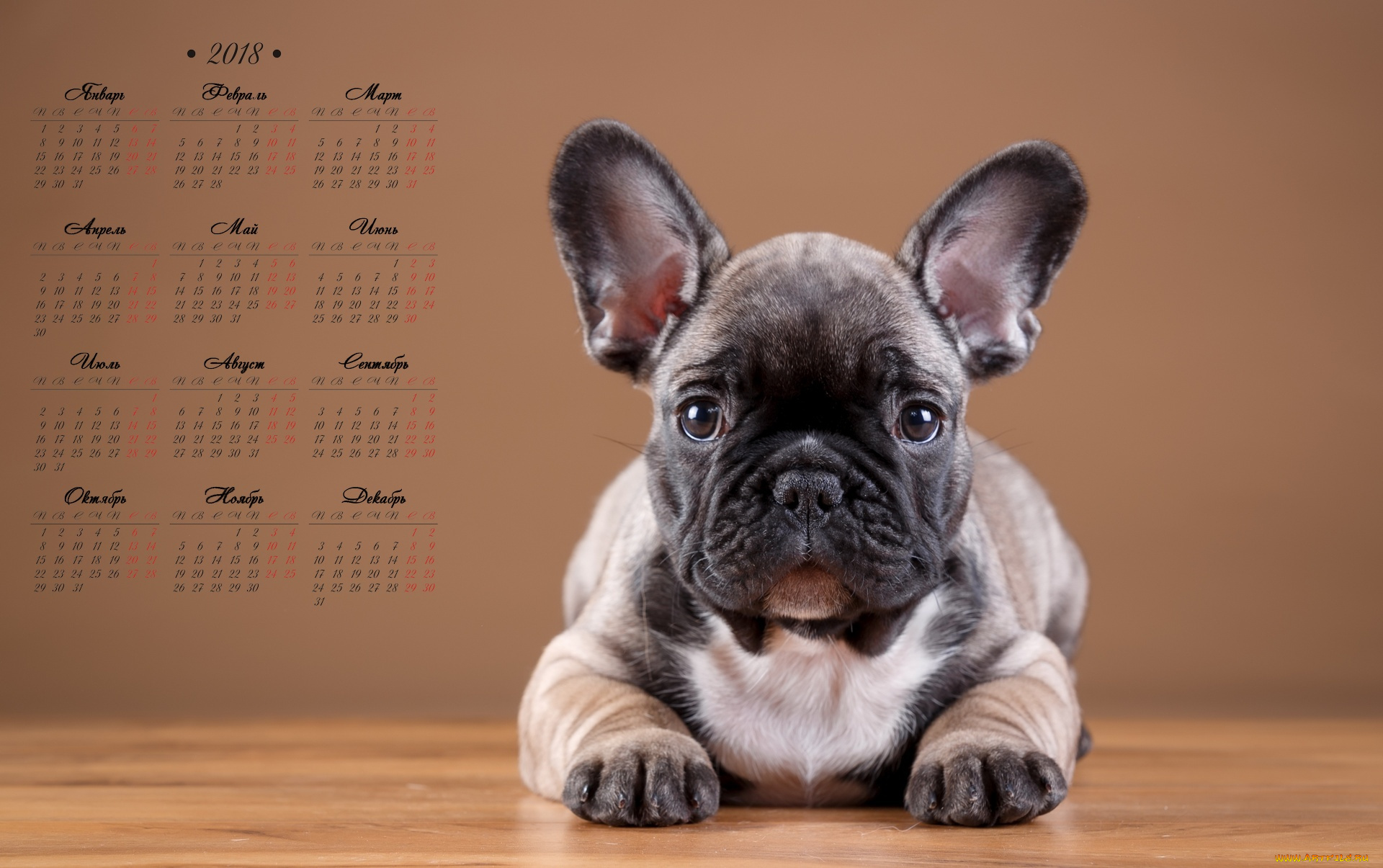 календари, животные, собака, взгляд
