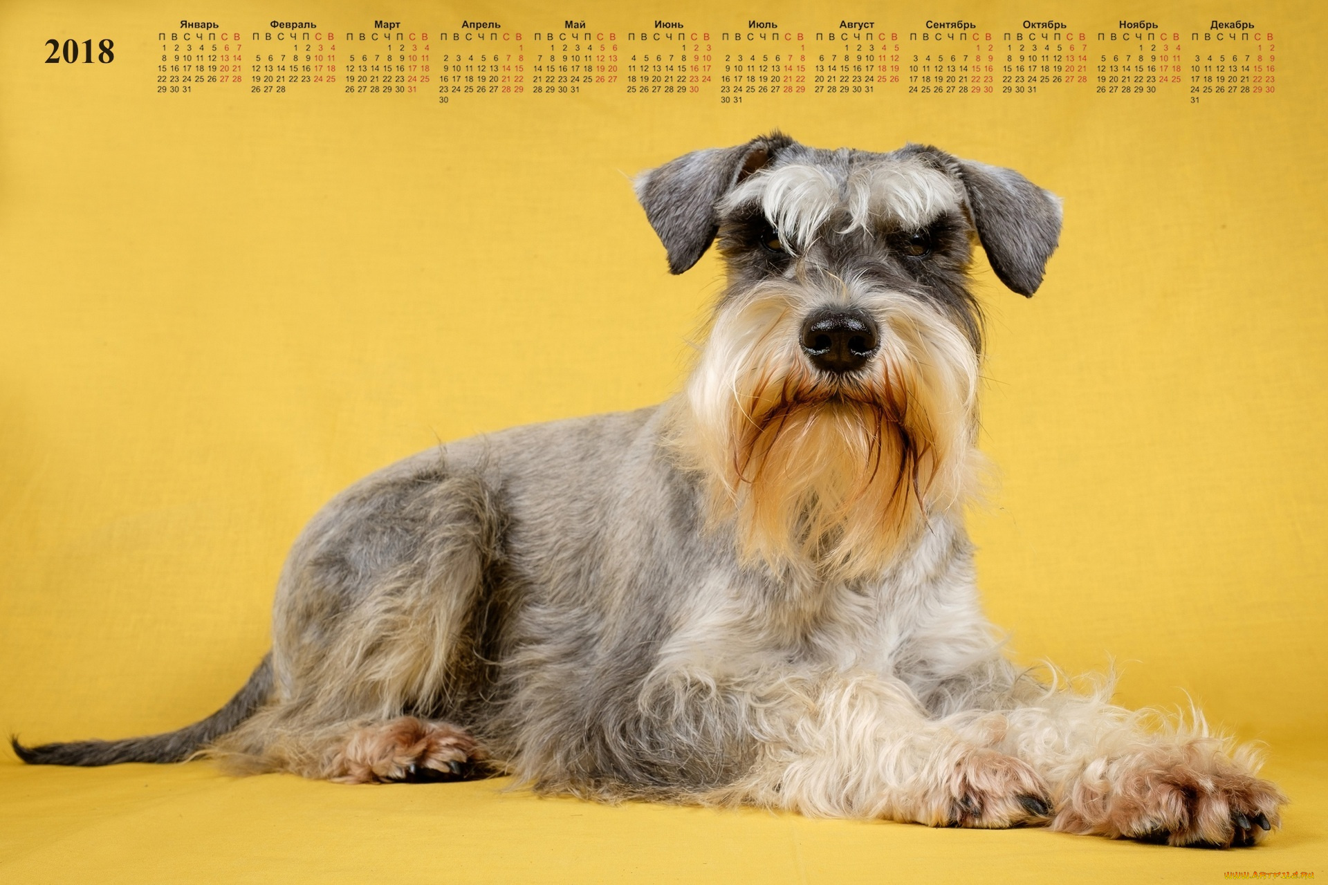 календари, животные, собака, взгляд
