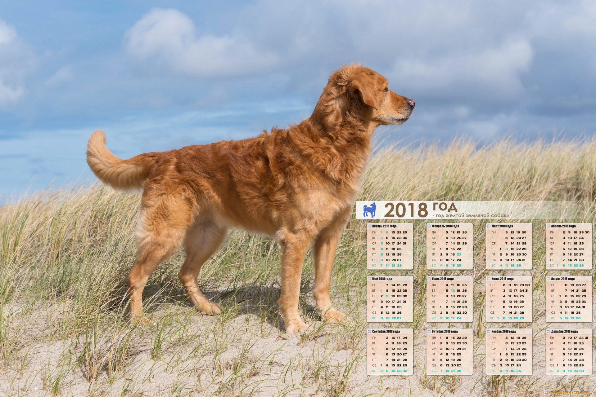 календари, животные, собака, взгляд