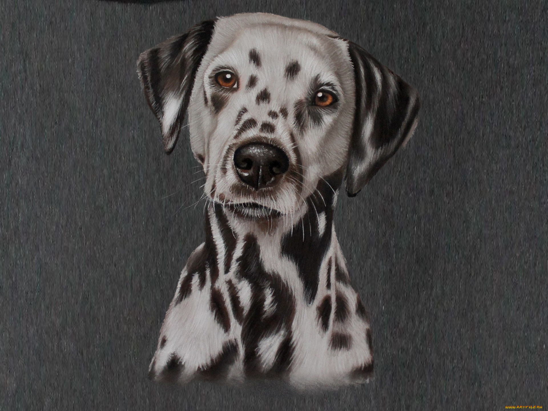 рисованное, животные, , собаки, морда, долматинец