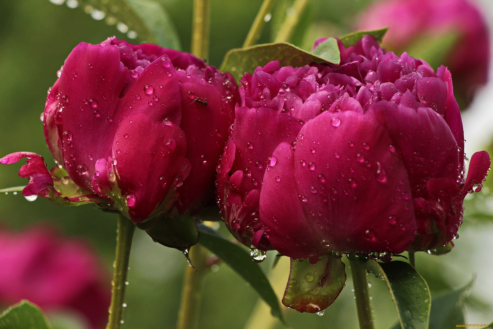 цветы, пионы, весна, красота, природа, тамбов, тамбовская, область