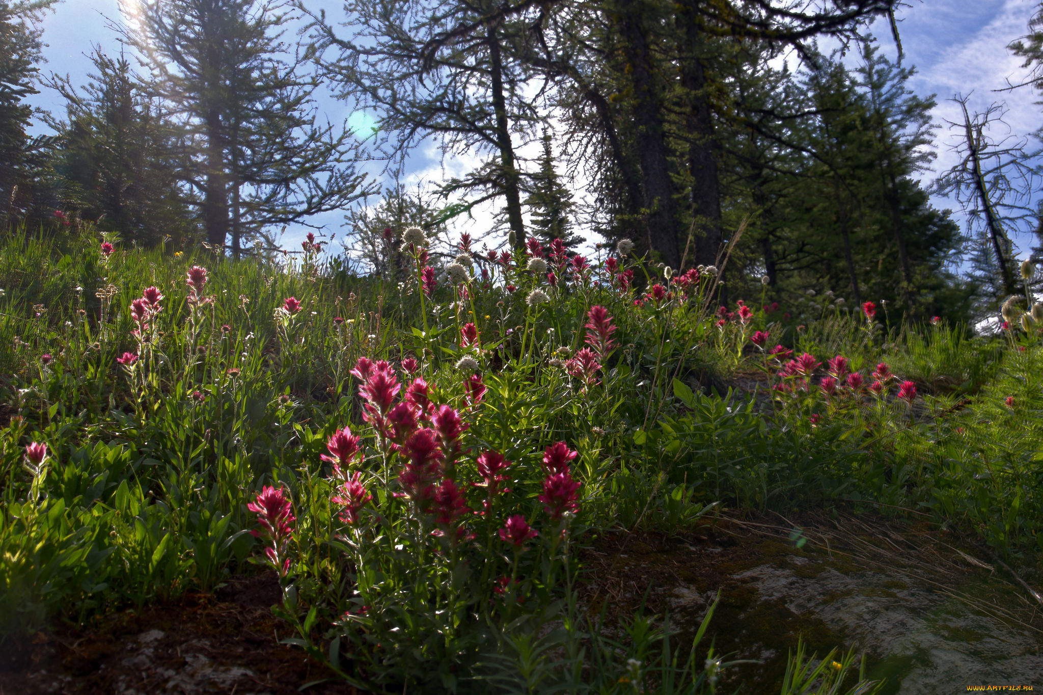 природа, лес, простор