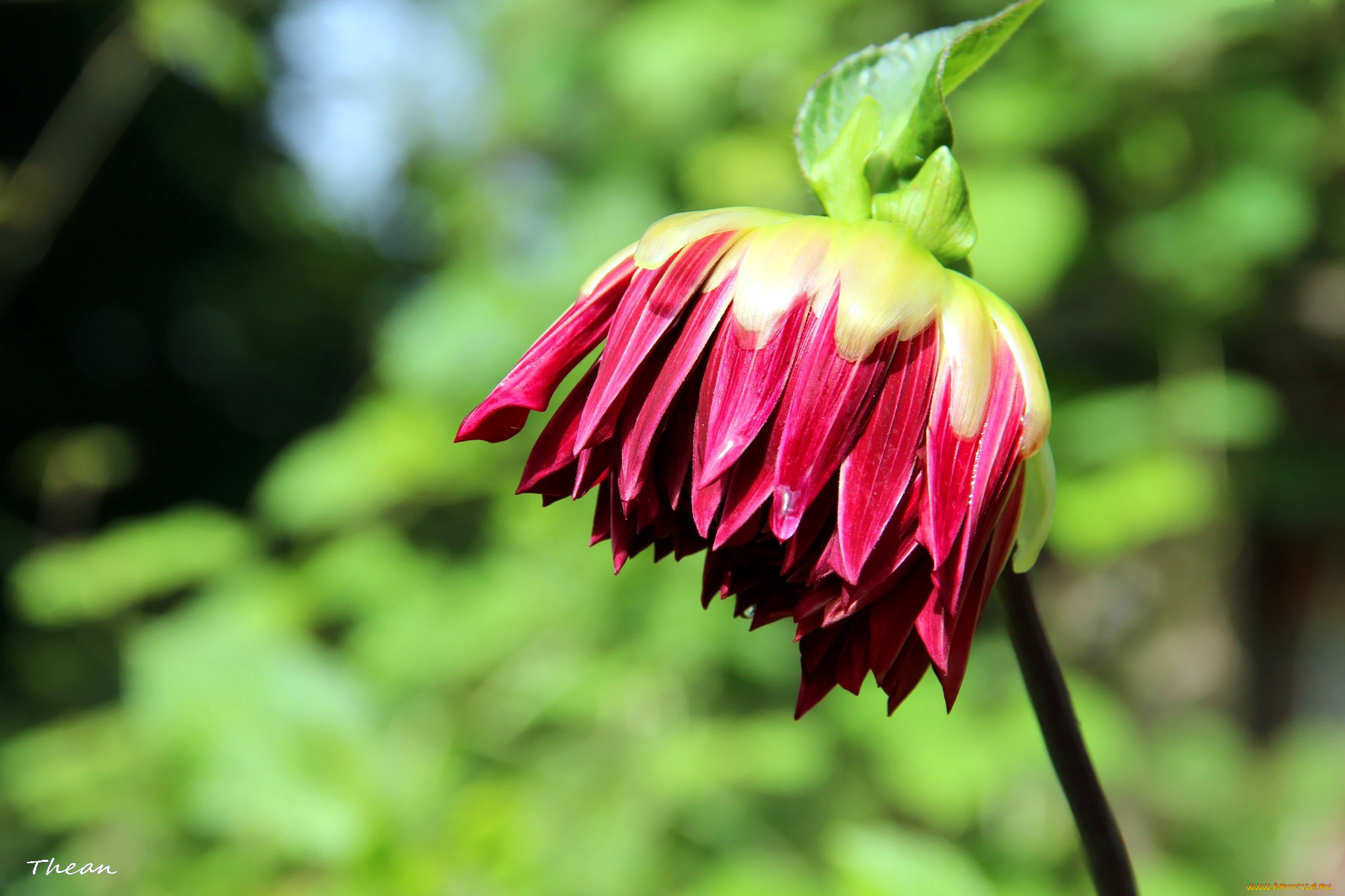цветы, георгины, бутон