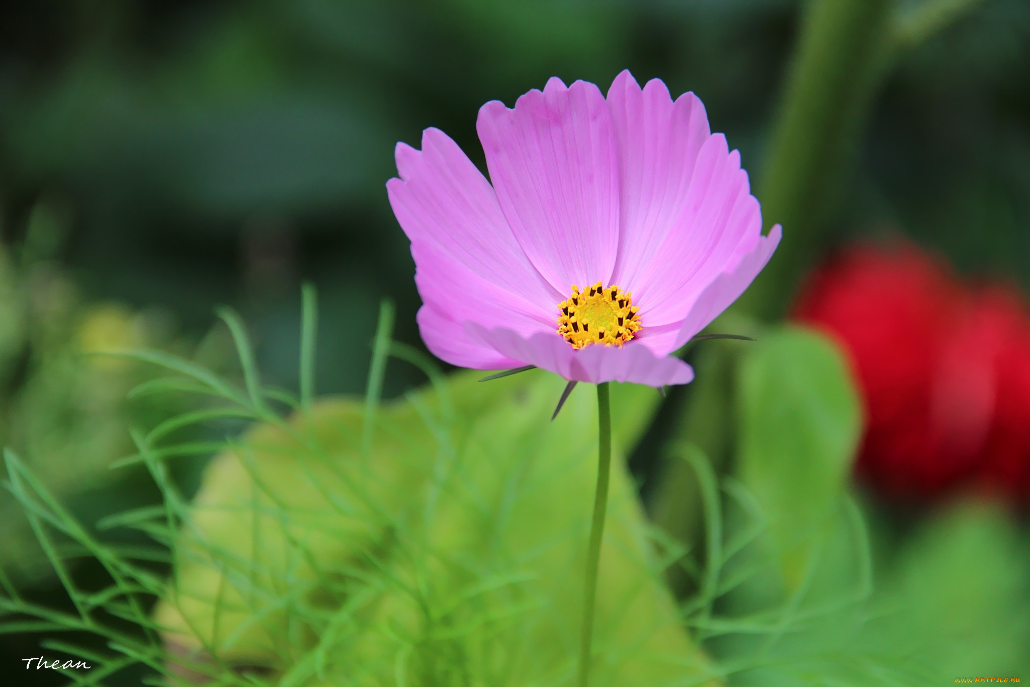 цветы, космея, одиночка