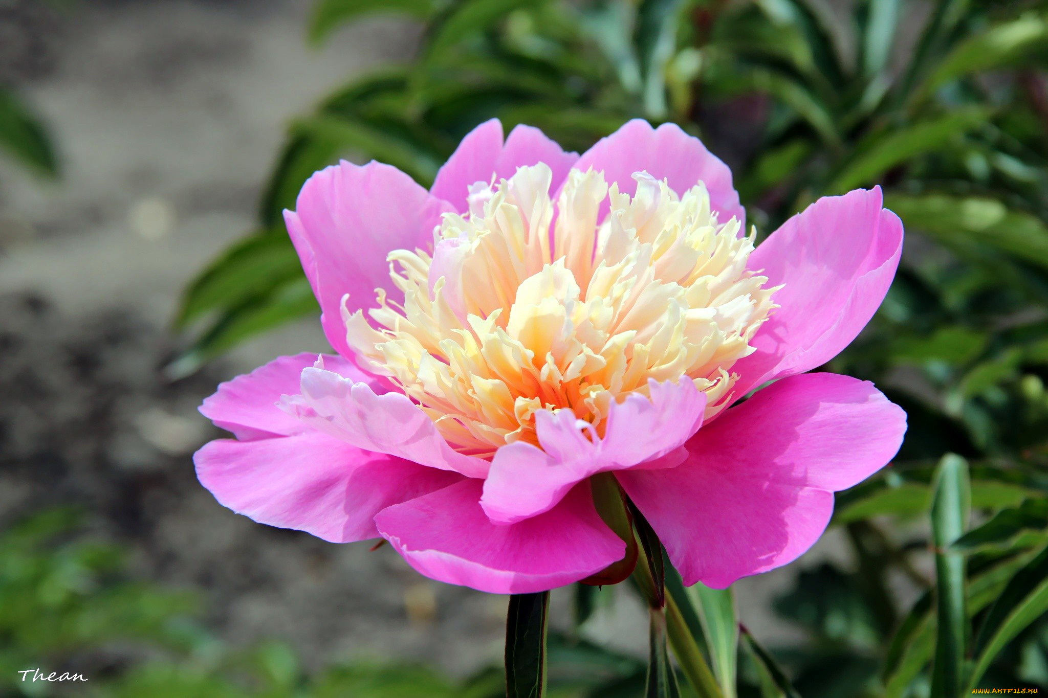 цветы, пионы, макро