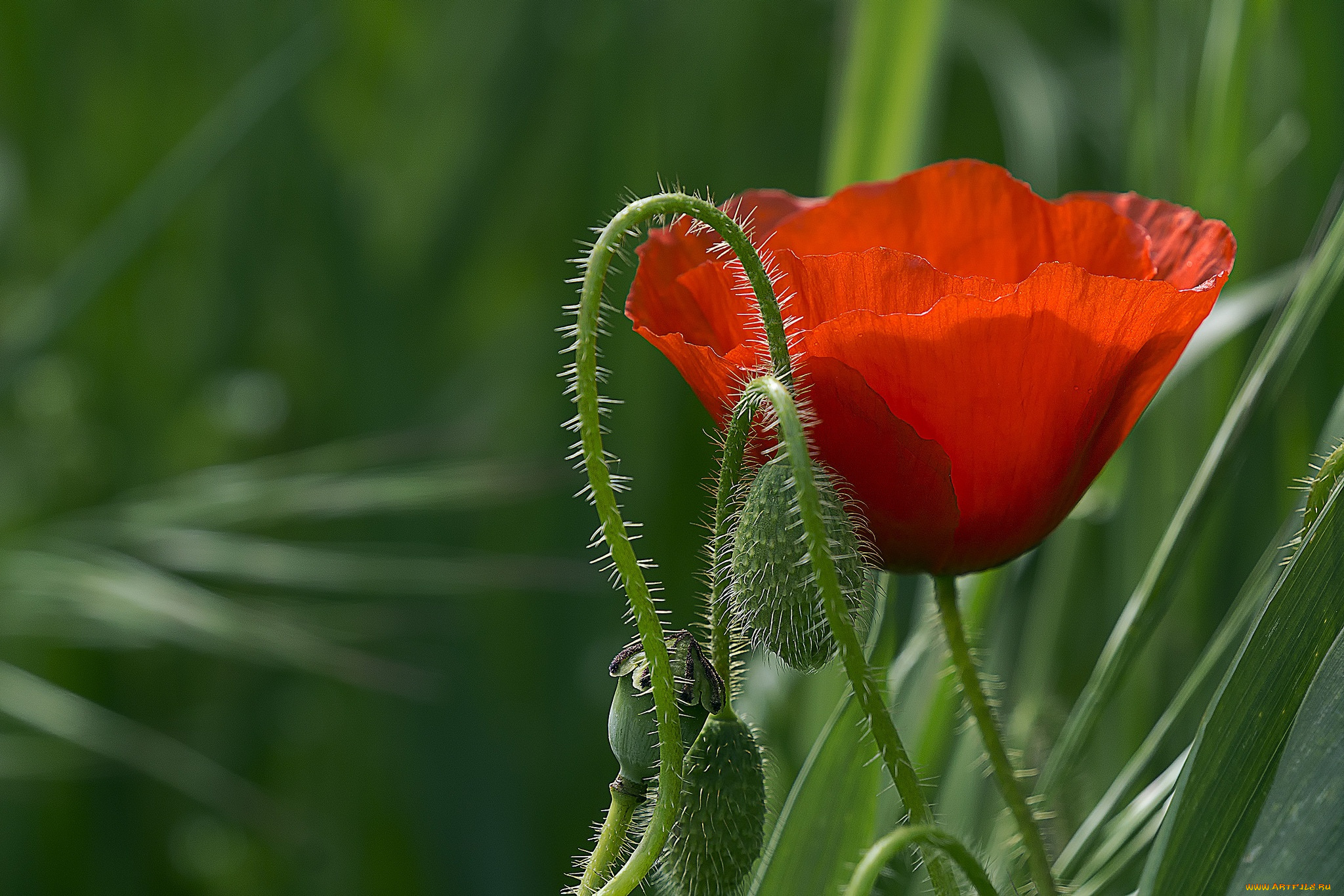цветы, маки, мак, макро, красный