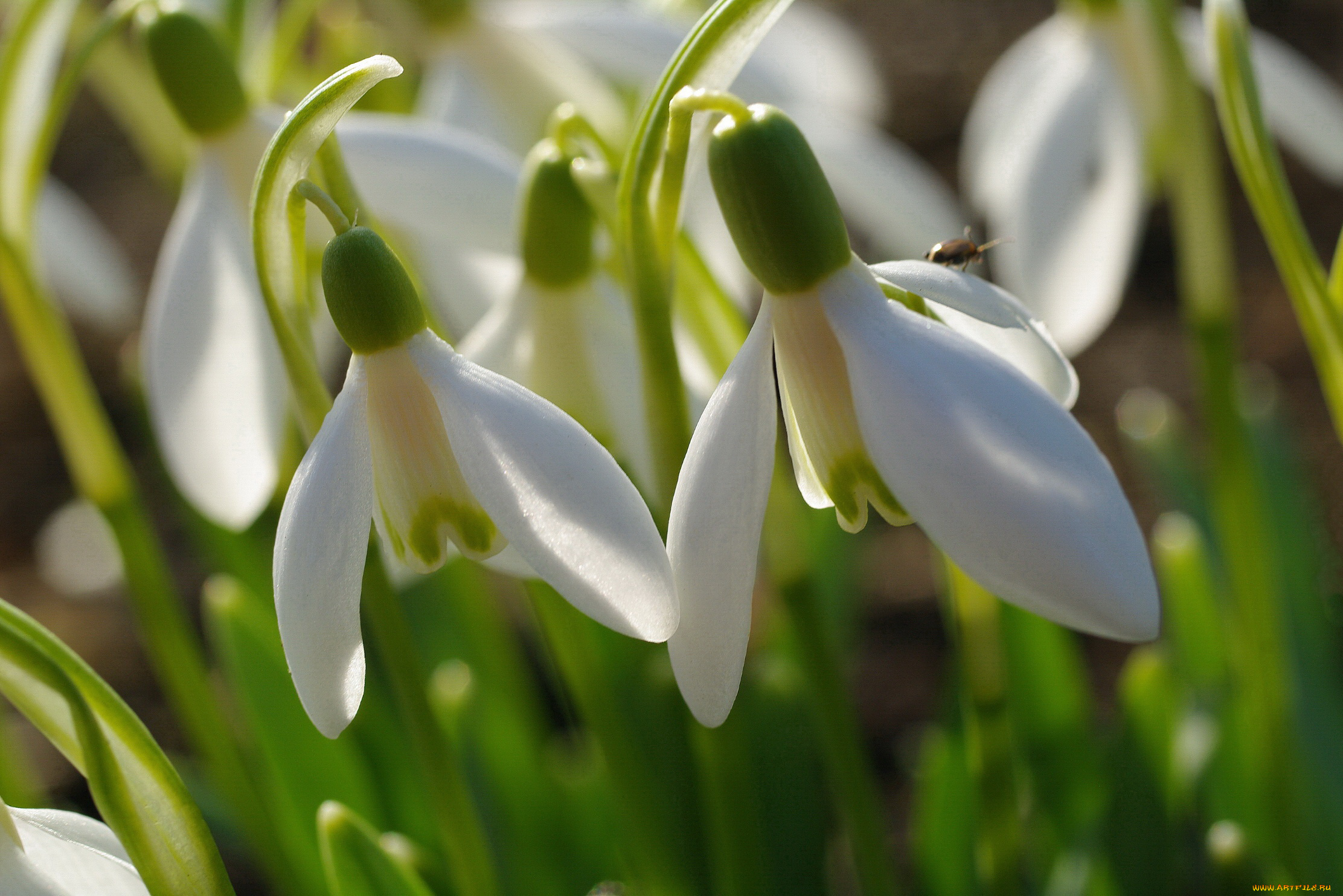 цветы, подснежники, , белоцветники, , пролески, растения, природа, первоцветы, нежность, флора, луковичные, дача, галантус, весна, белый, цвет, апрель