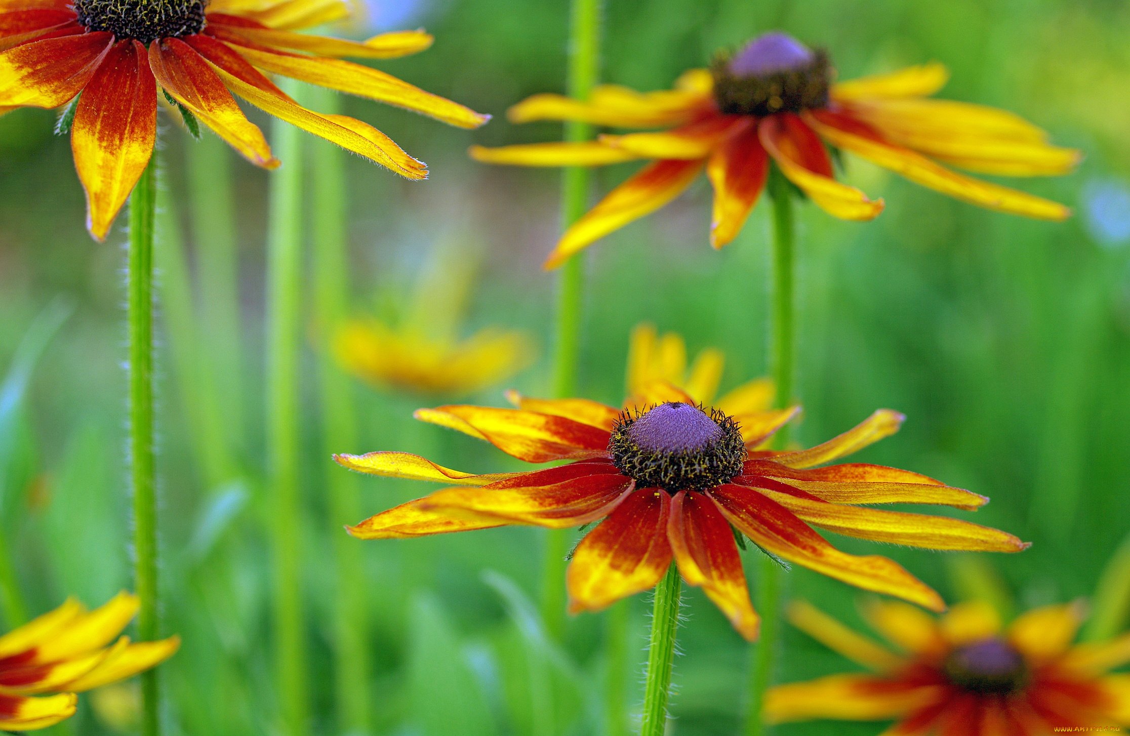 цветы, рудбекия, дача, лепестки, красота, лето, флора, растения, макро, август, природа