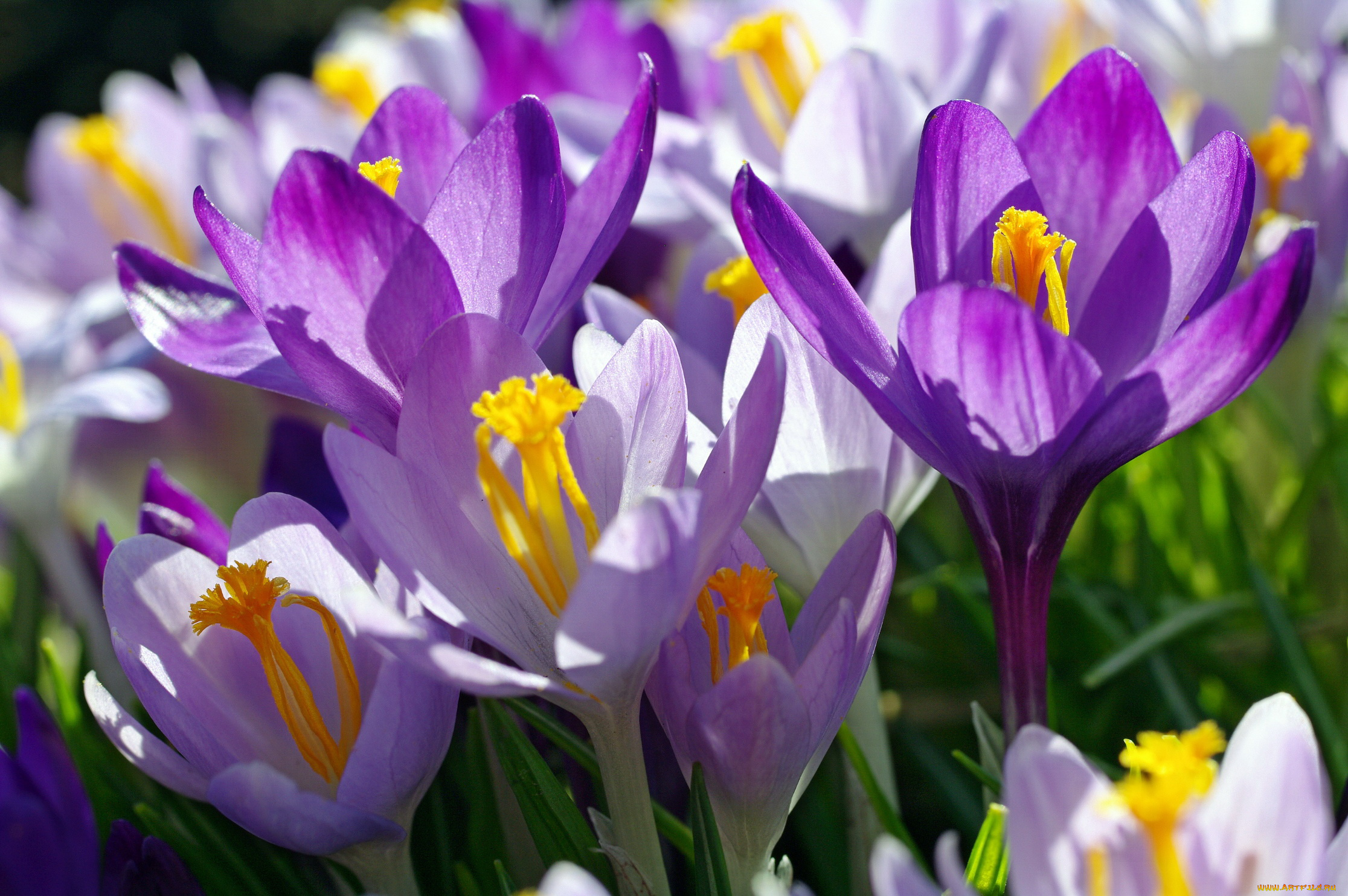 цветы, крокусы, апрель, весна, дача, красота, луковичные, макро, первоцветы, природа, радость, растения, сиреневый, цвет, флора
