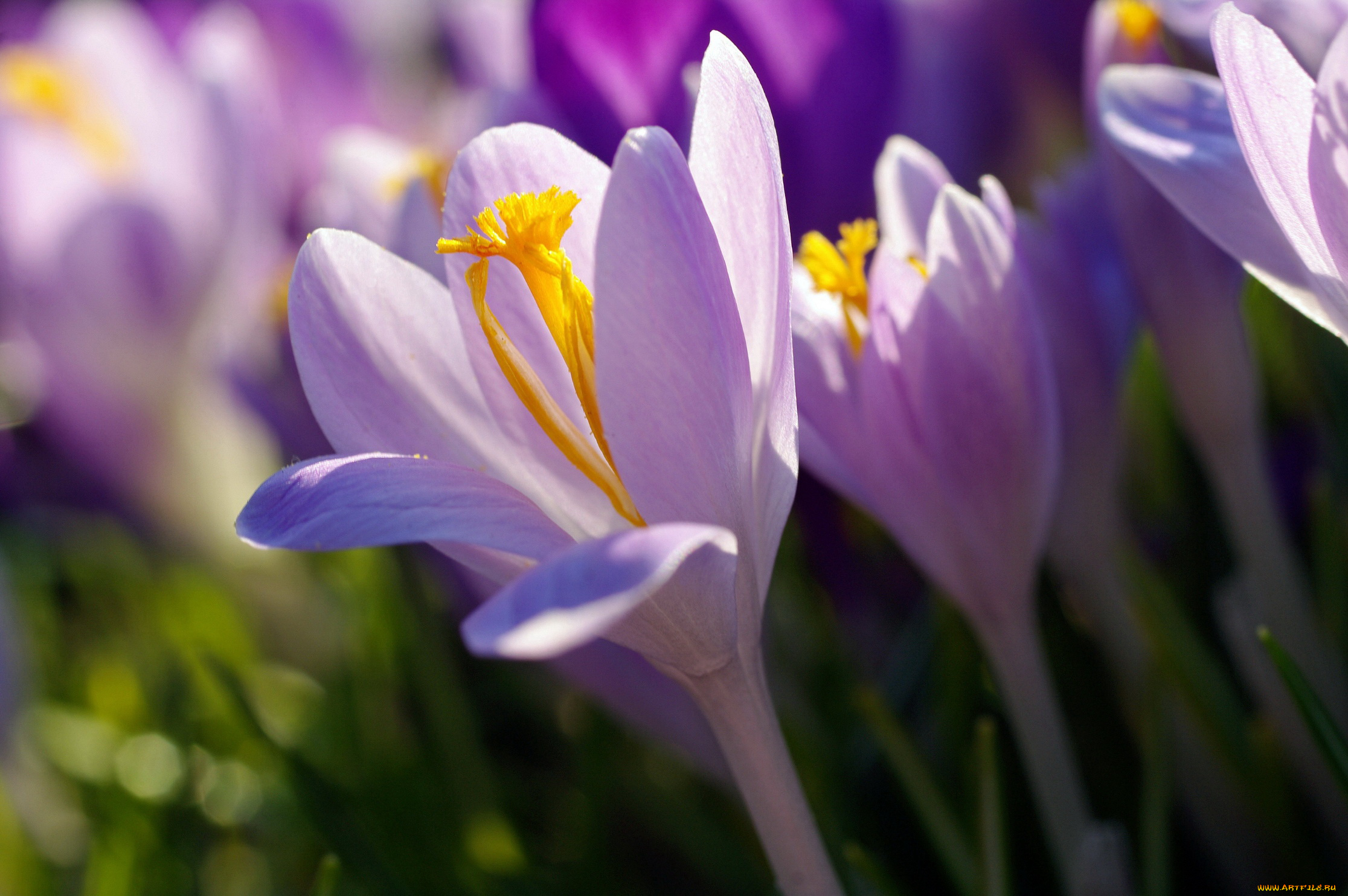 цветы, крокусы, апрель, весна, дача, красота, луковичные, макро, первоцветы, природа, радость, растения, сиреневый, цвет, флора