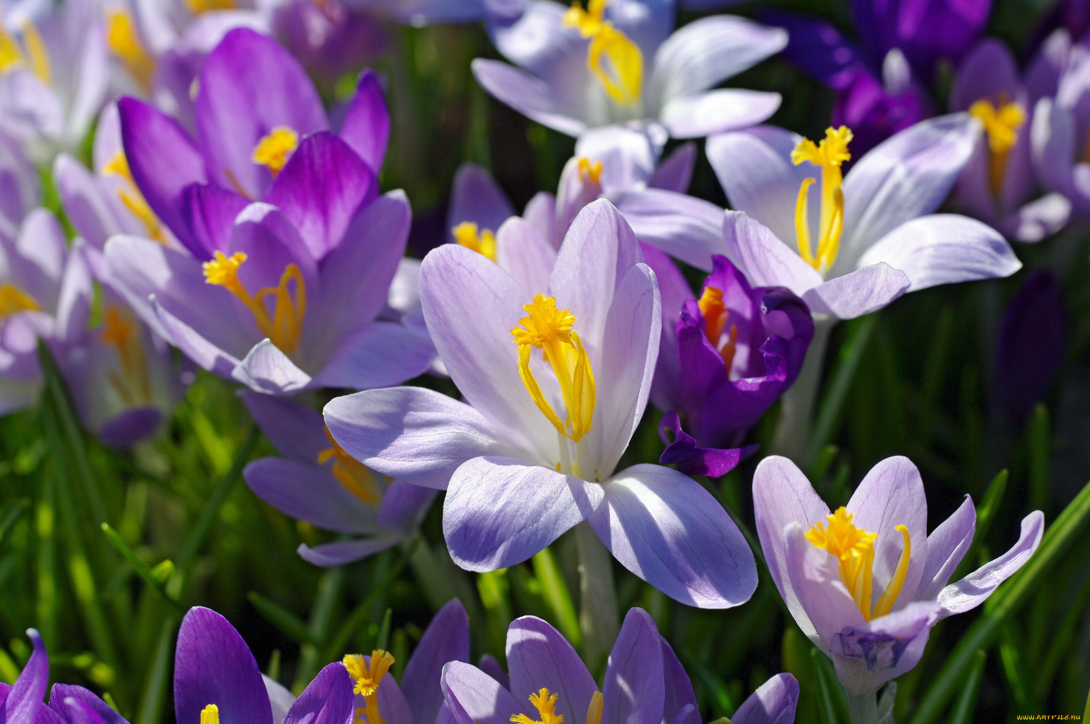 цветы, крокусы, апрель, весна, дача, красота, луковичные, макро, первоцветы, природа, радость, растения, сиреневый, цвет, флора