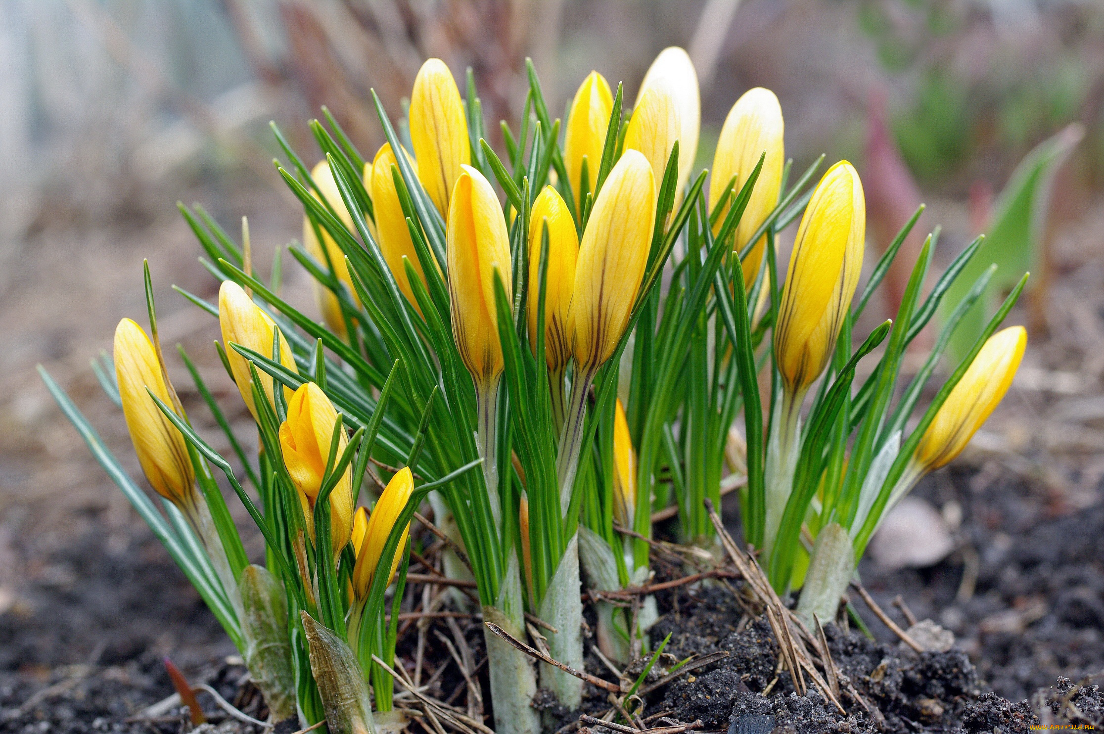 цветы, крокусы, апрель, весна, дача, жёлтый, цвет, красота, луковичные, макро, первоцветы, природа, радость, растения, флора